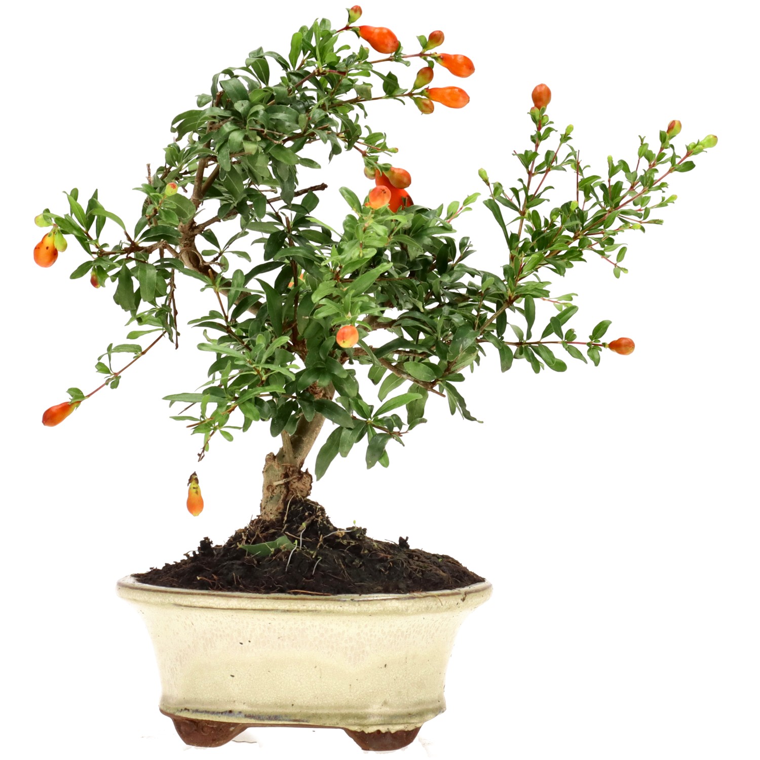 Pomegranate, approx. 7 y. (19 cm)