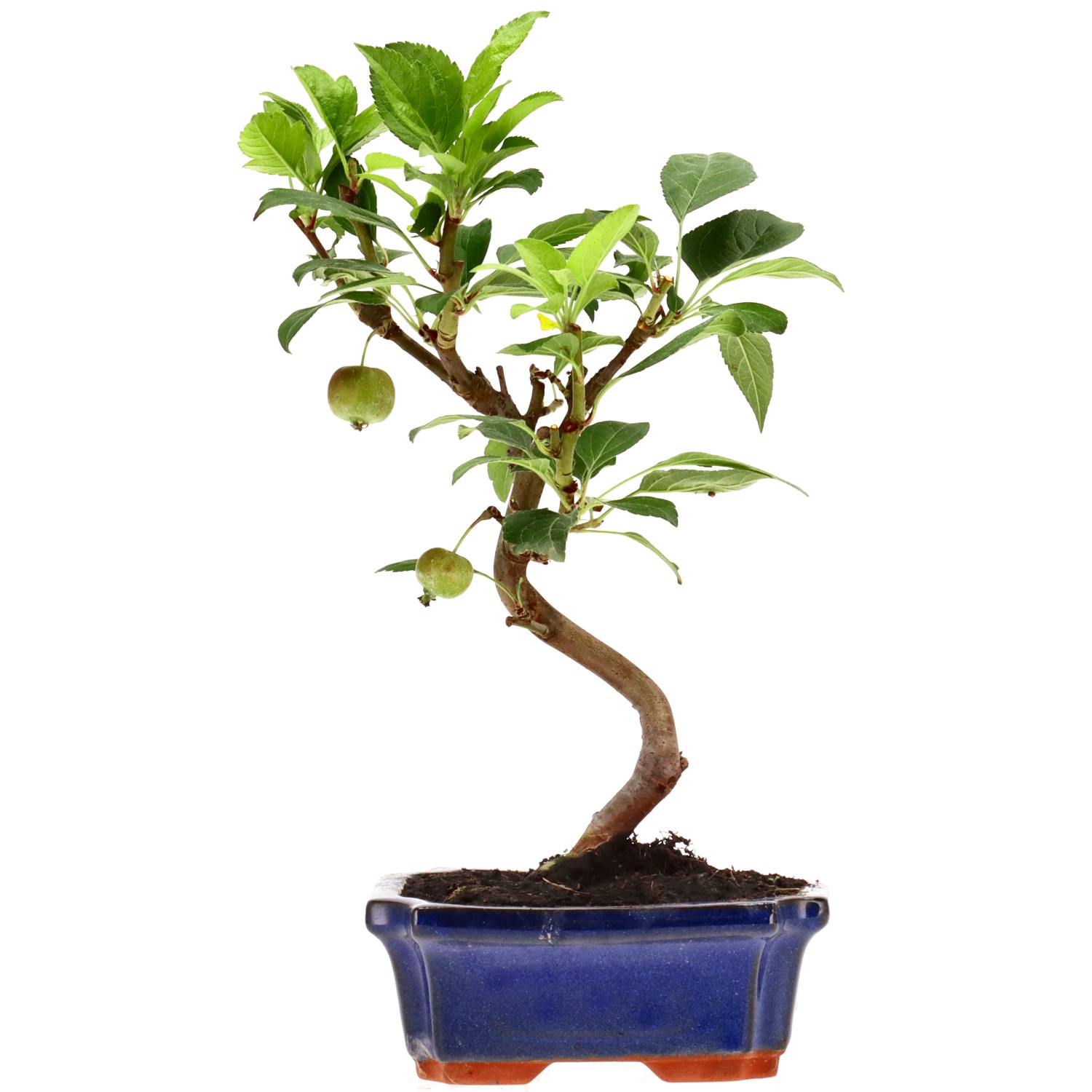 Apple tree, approx. 7 y. (27 cm)