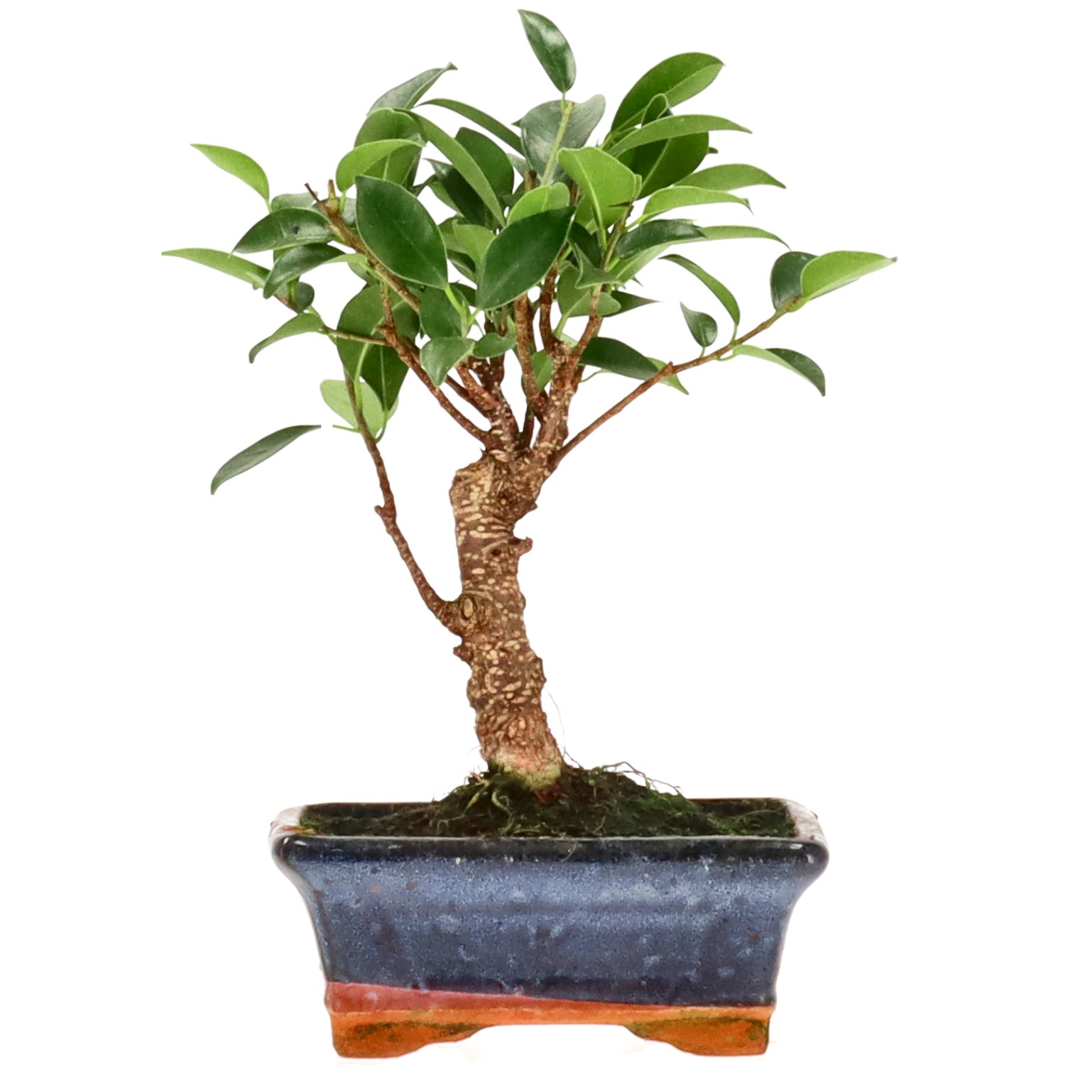 Ficus Retusa, ca. 8 anni (23 cm)