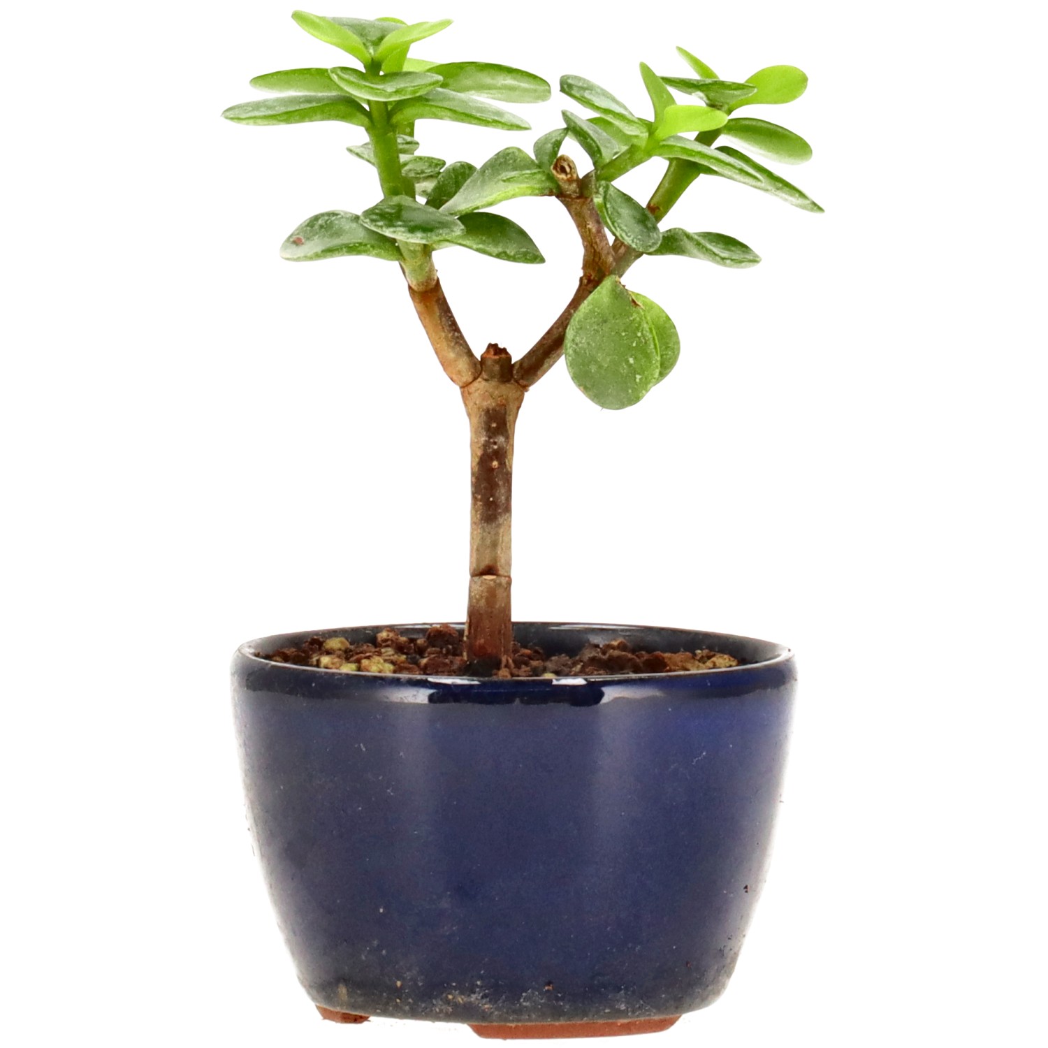 Árbol de la abundancia, aprox. 1 años (12 cm)
