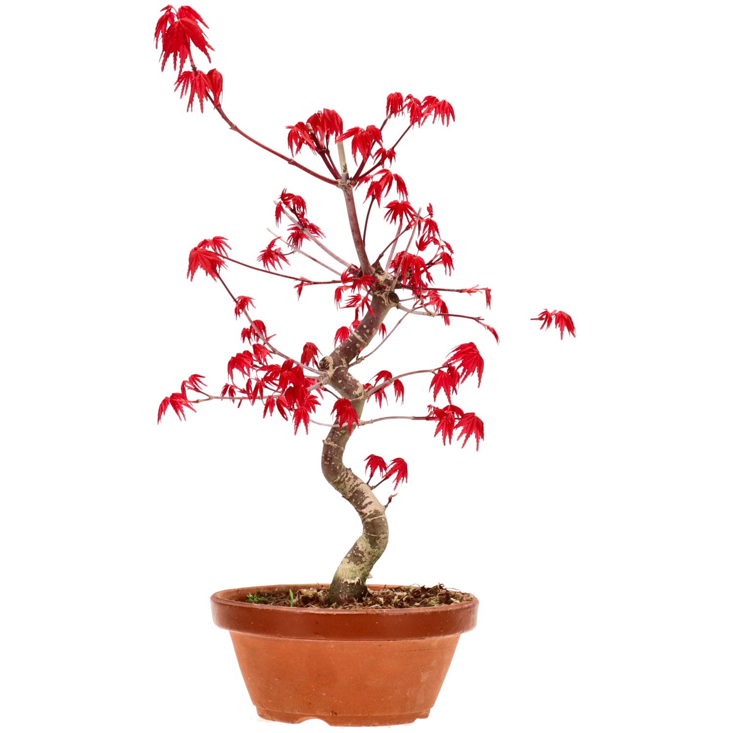 Érable du Japon (Deshojo), greffé, env. 10 ans (30 cm)