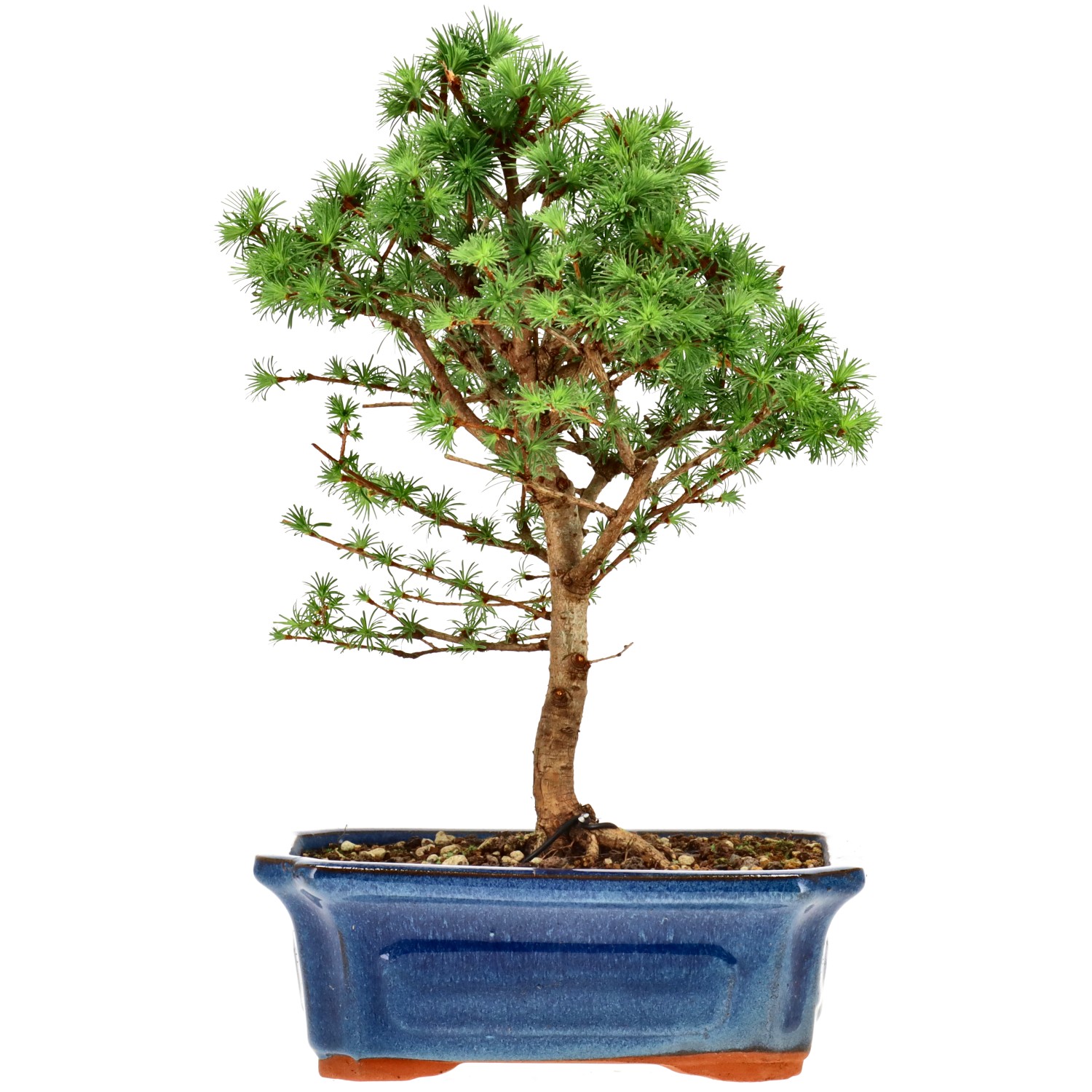 Jap. Lärche, ca. 10 J. (29 cm)