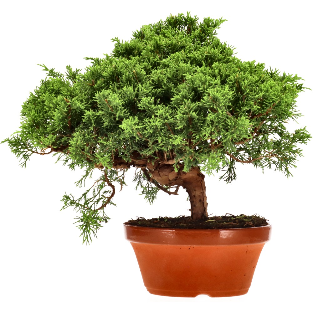 Genévrier de Chine, env. 20 ans (25 cm)