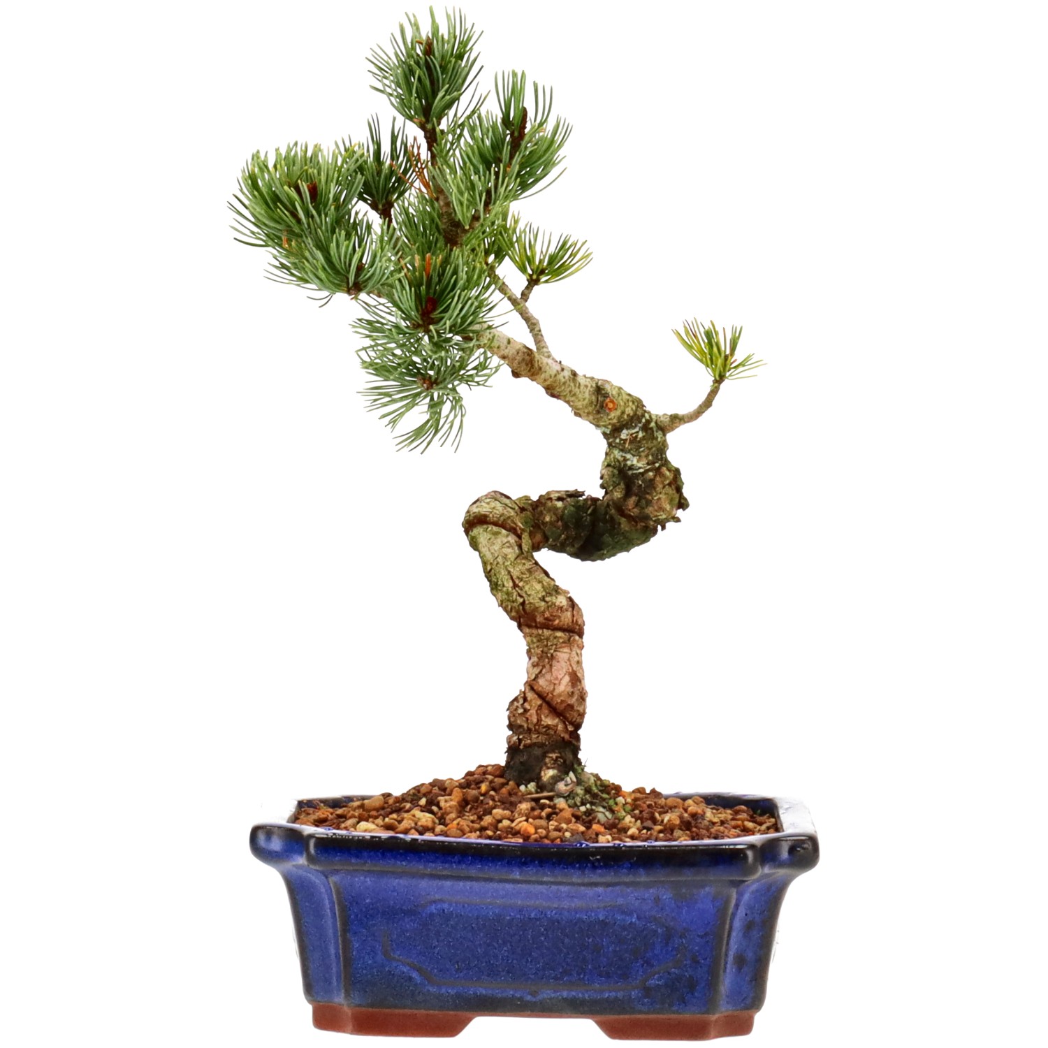bonsai.fallbackImageTitle bonsai.fallbackImageTitle