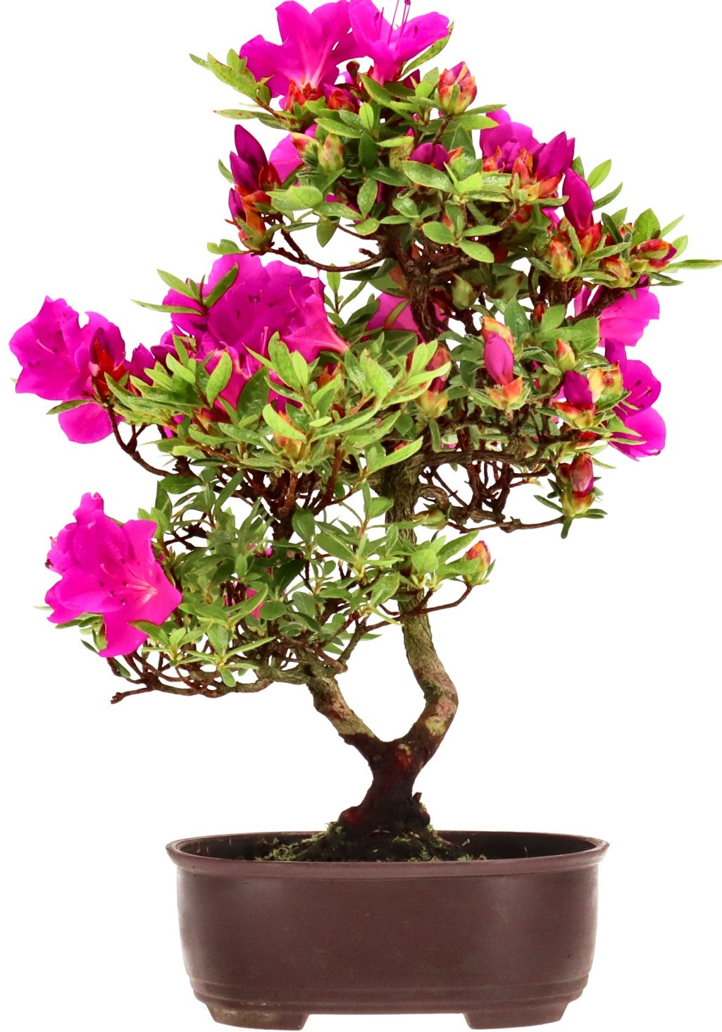 [B014] Azalea japónica, aprox. 8 annos