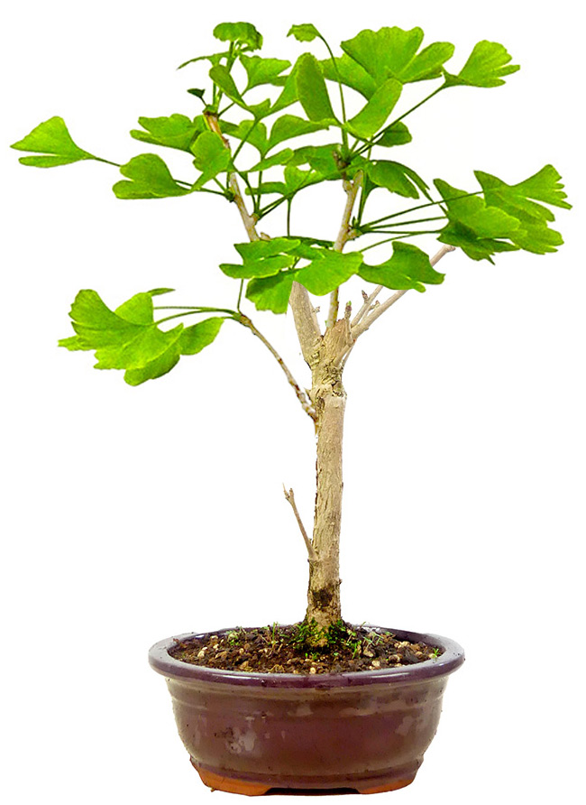 [L011] Ginkgo, approx. 10 years