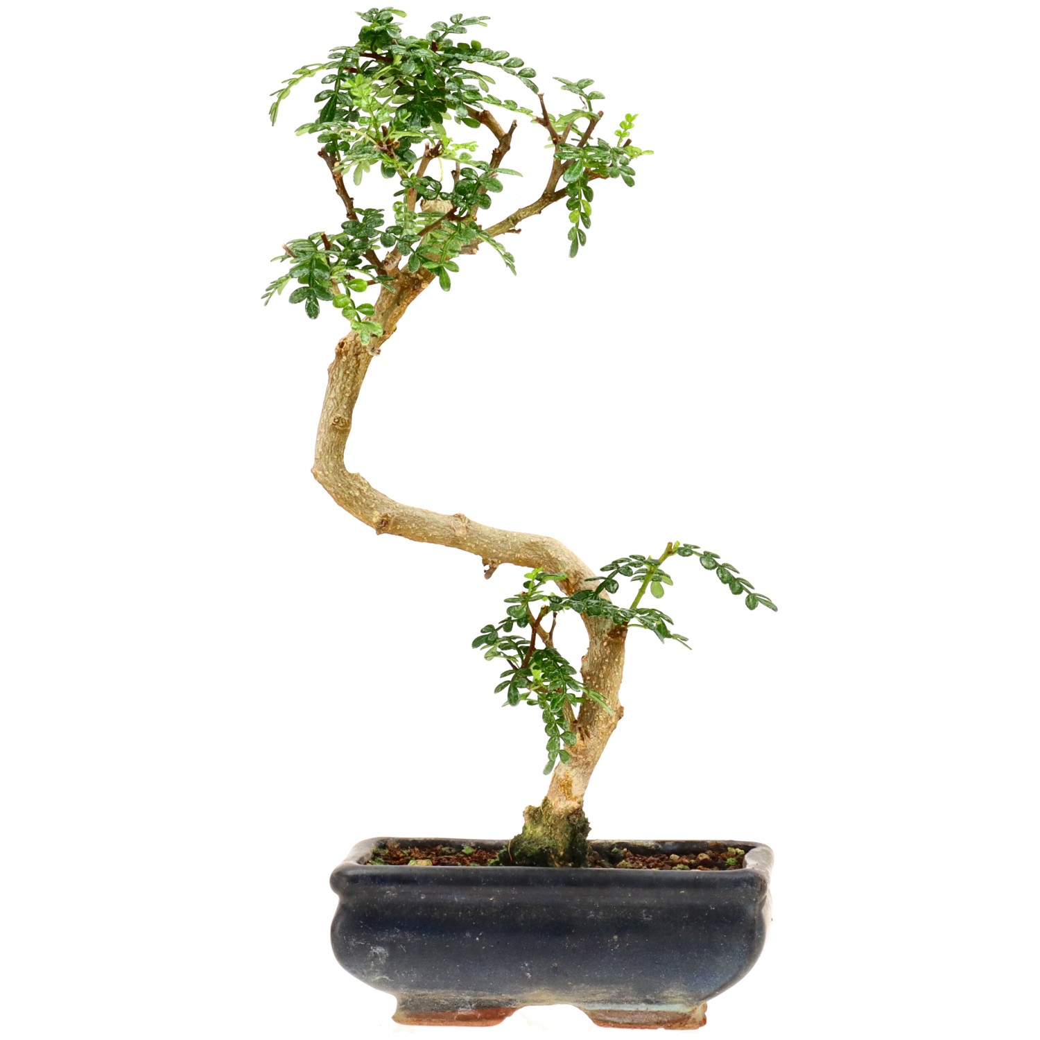 Pfefferbaum, ca. 7 J. (27 cm)