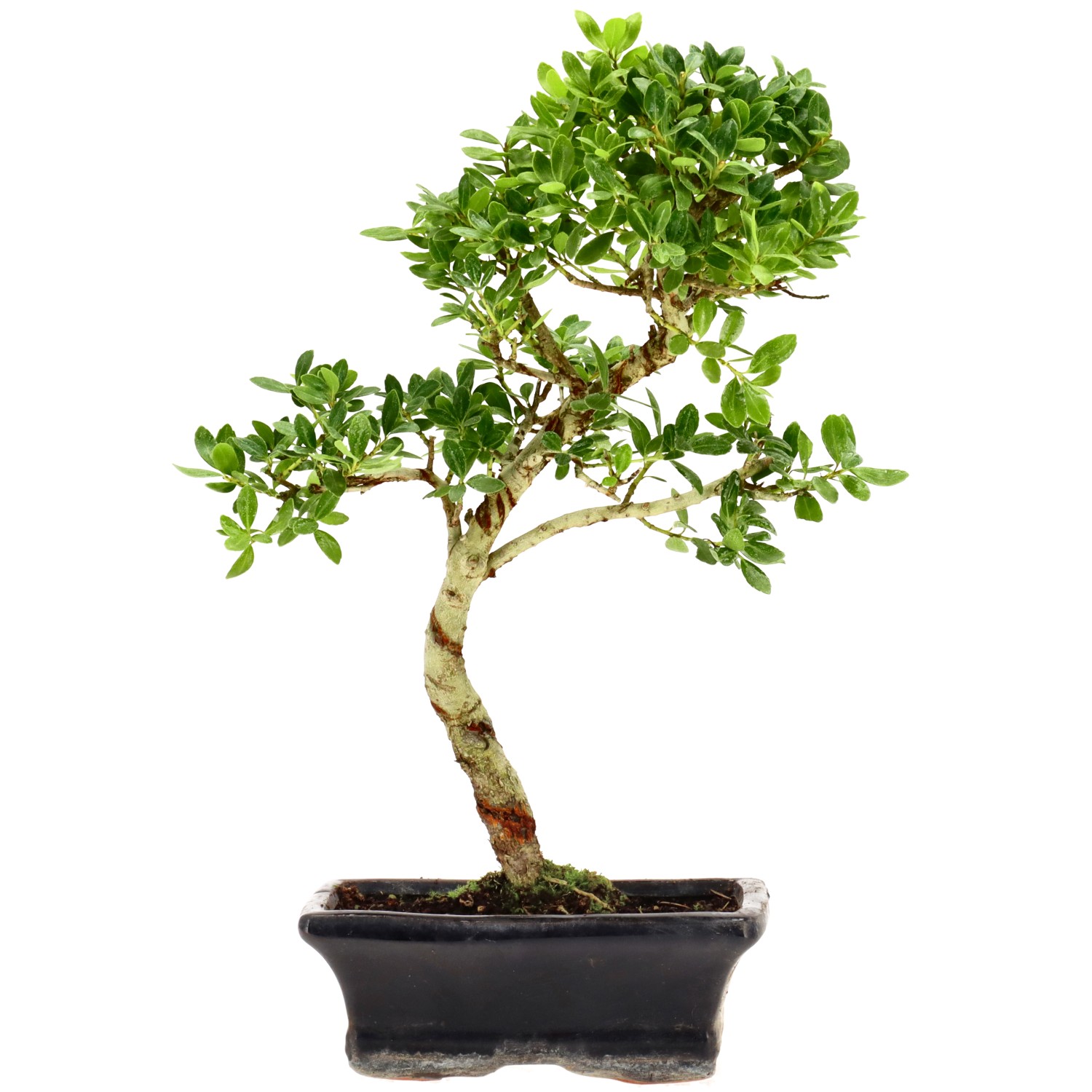 Japanse hulst, ca. 7 j. (29 cm)