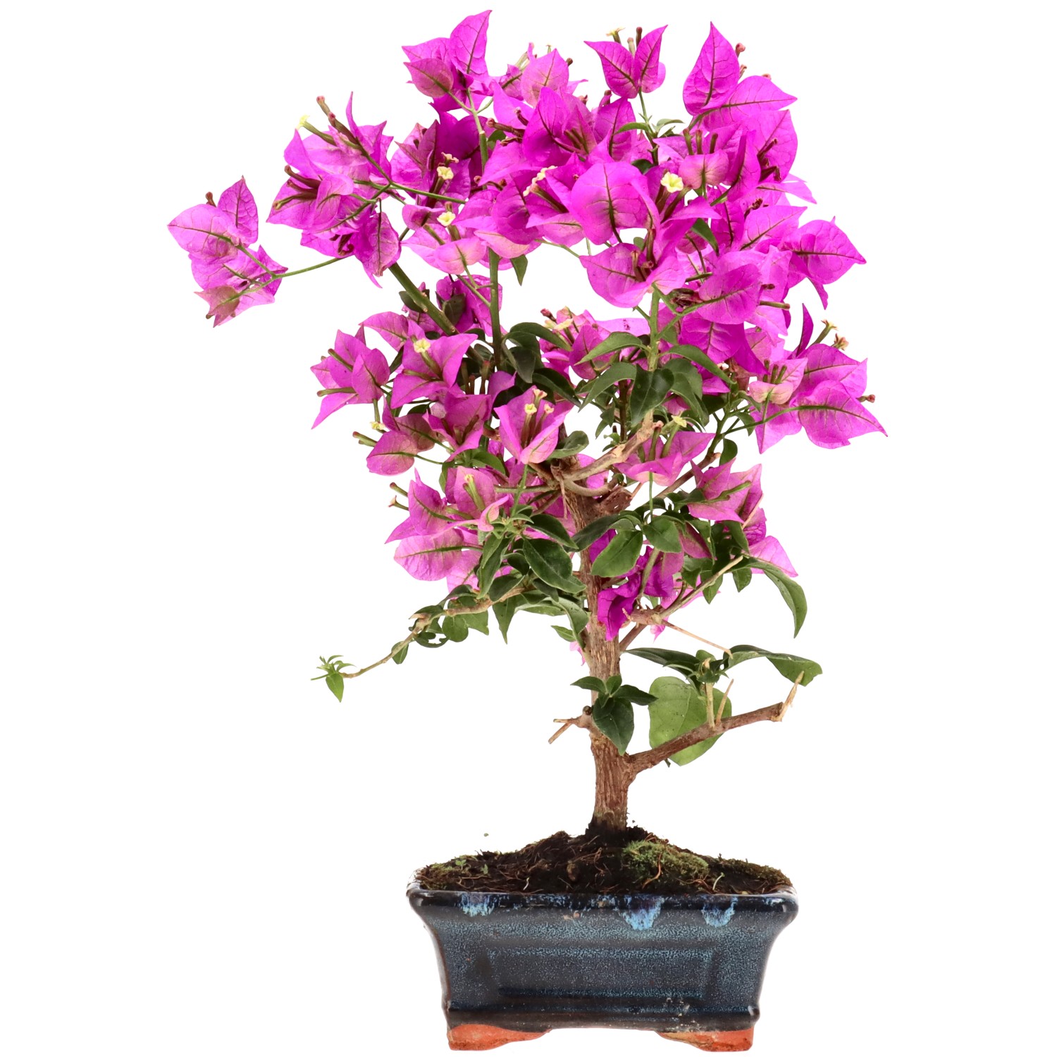 Bougainvillea, ca. 8 j. (33 cm)