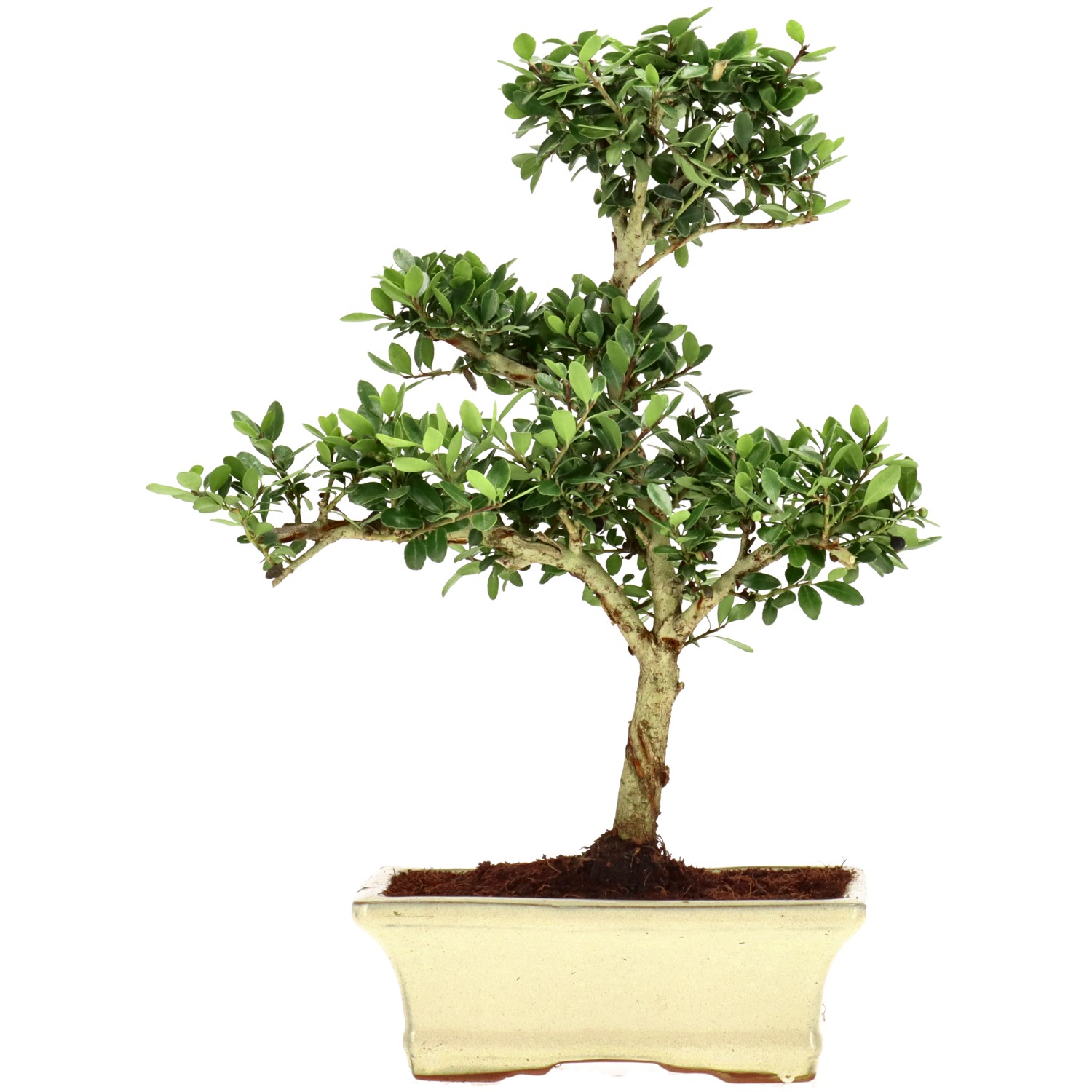Japanse hulst, ca. 9 j. (32 cm)