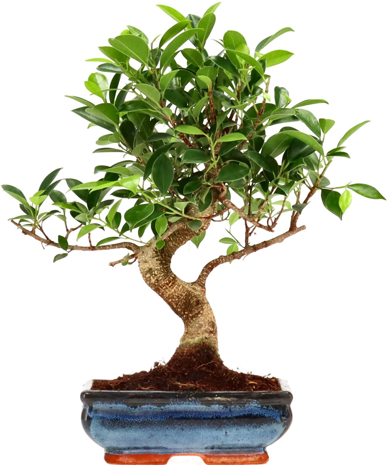 [Z018] Ficus Retusa, ca. 9 anni