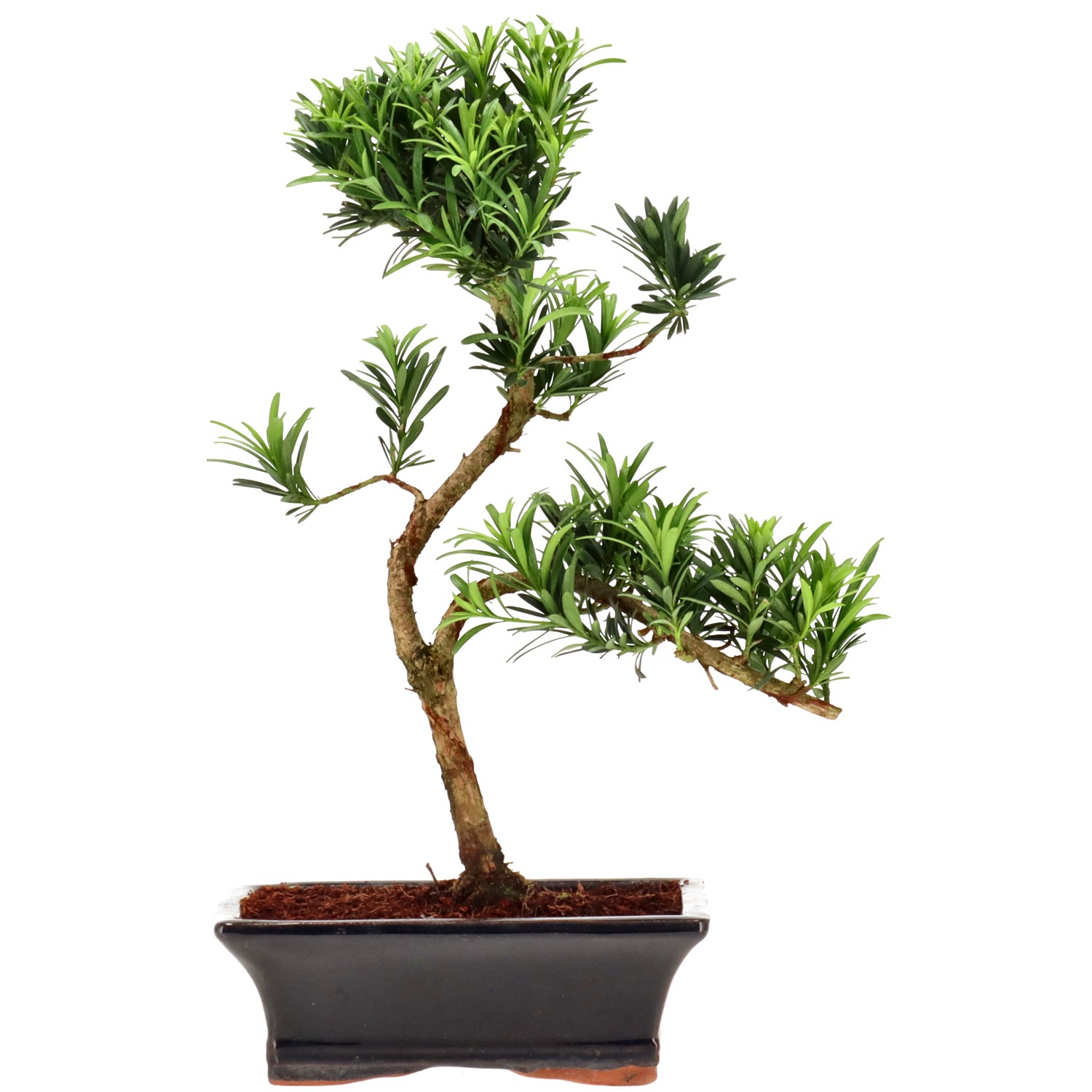 Chin. Steineibe, ca. 10 J. (34 cm)