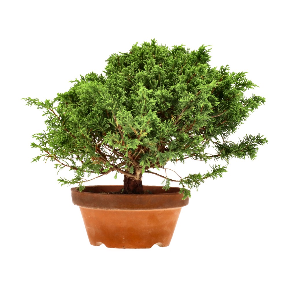 Genévrier de Chine, env. 20 ans (24 cm)
