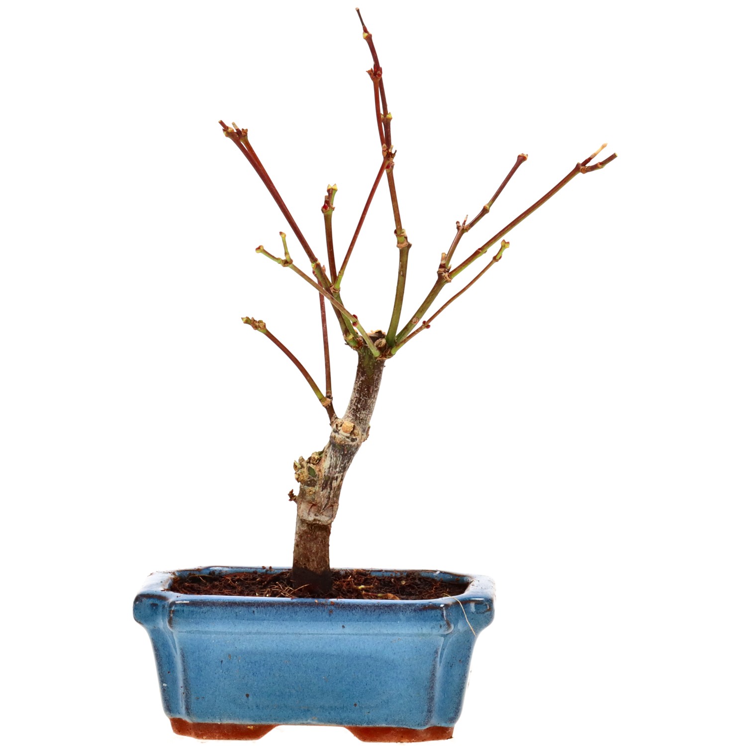 Jap. Fächerahorn (Atropurpureum), ca. 7 J. (25 cm)