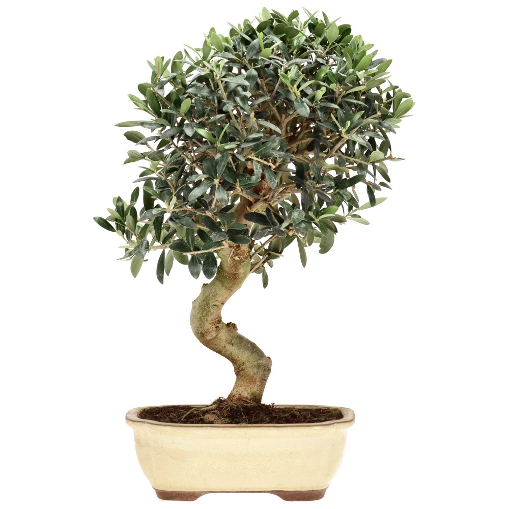 Olea europaea, env. 20 ans (45 cm)