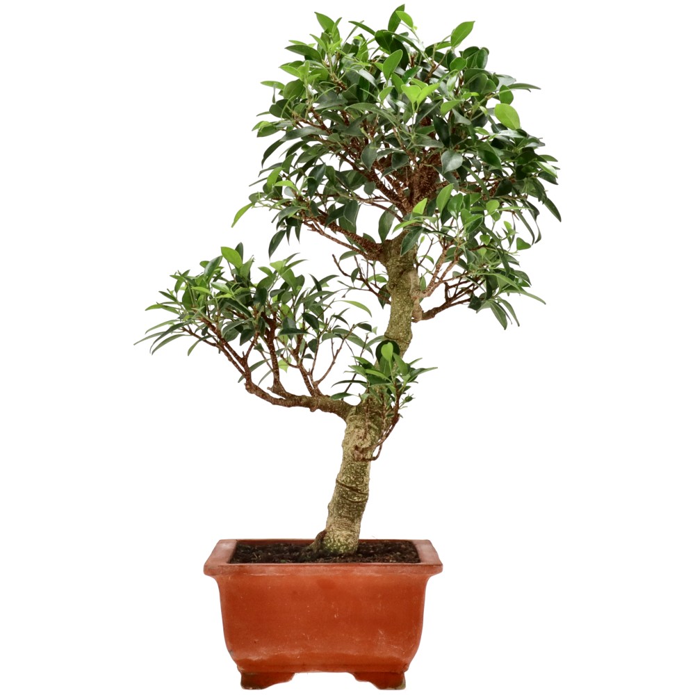 bonsai.fallbackImageTitle bonsai.fallbackImageTitle