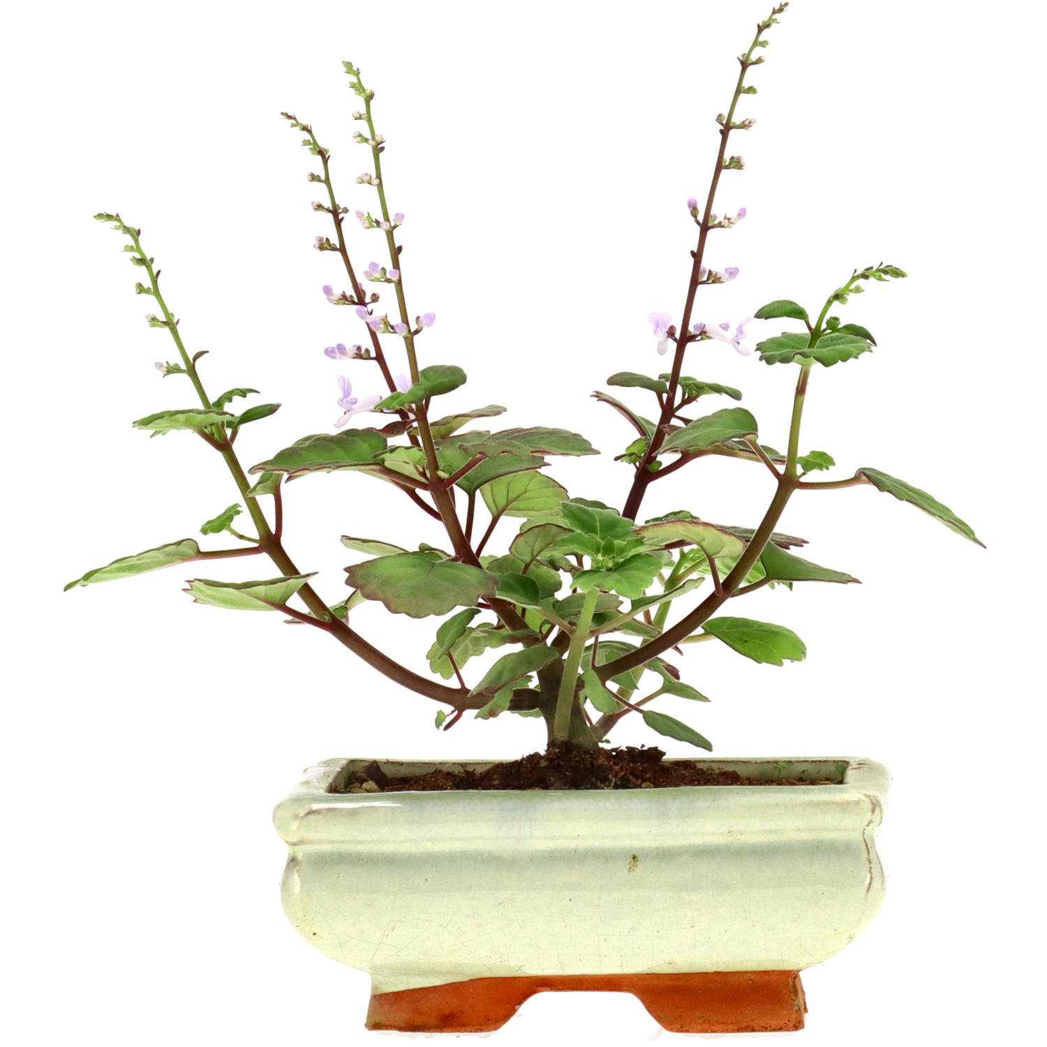 Plectranthus, env. 1 ans (13 cm)
