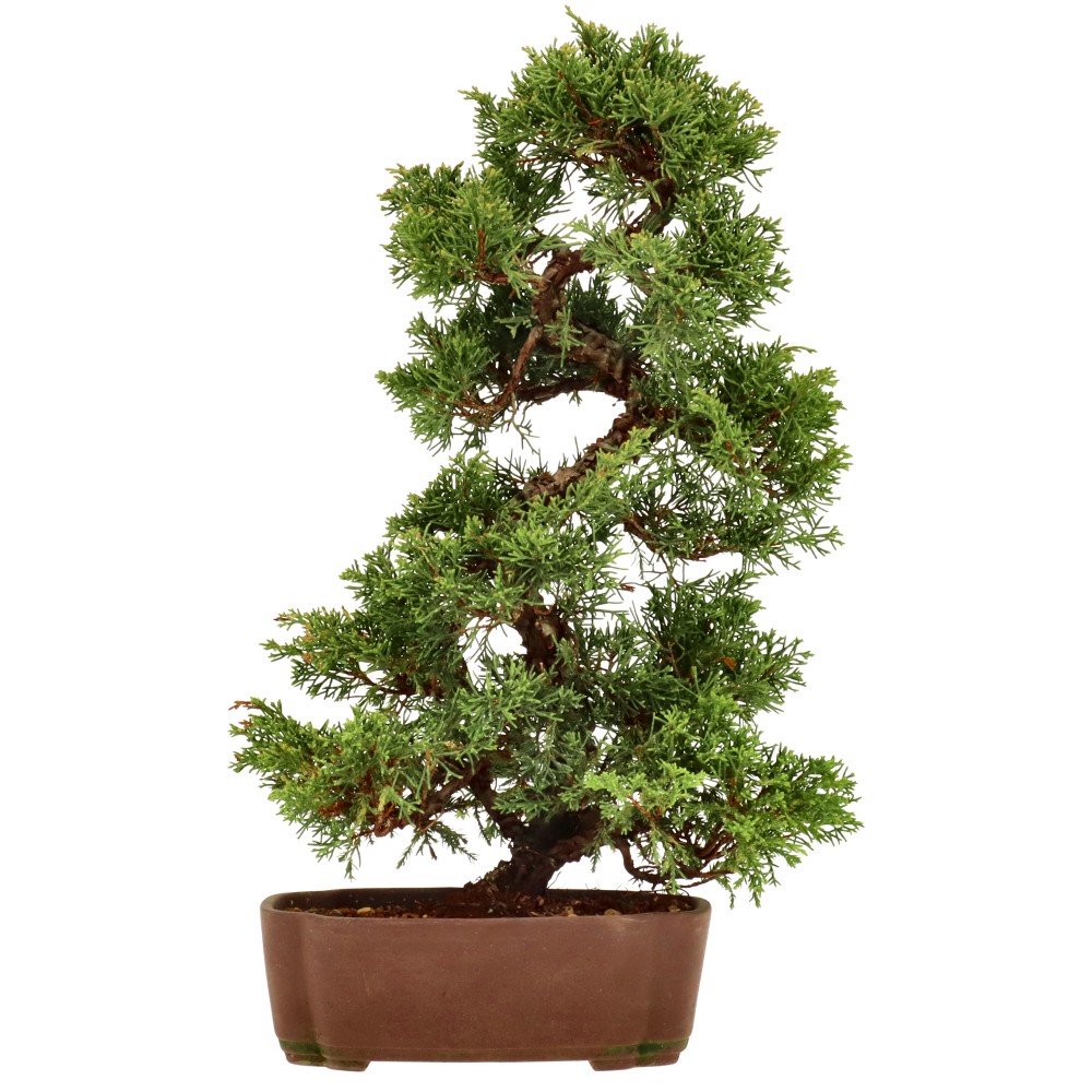 Ginepro cinese, ca. 12 anni (37 cm)