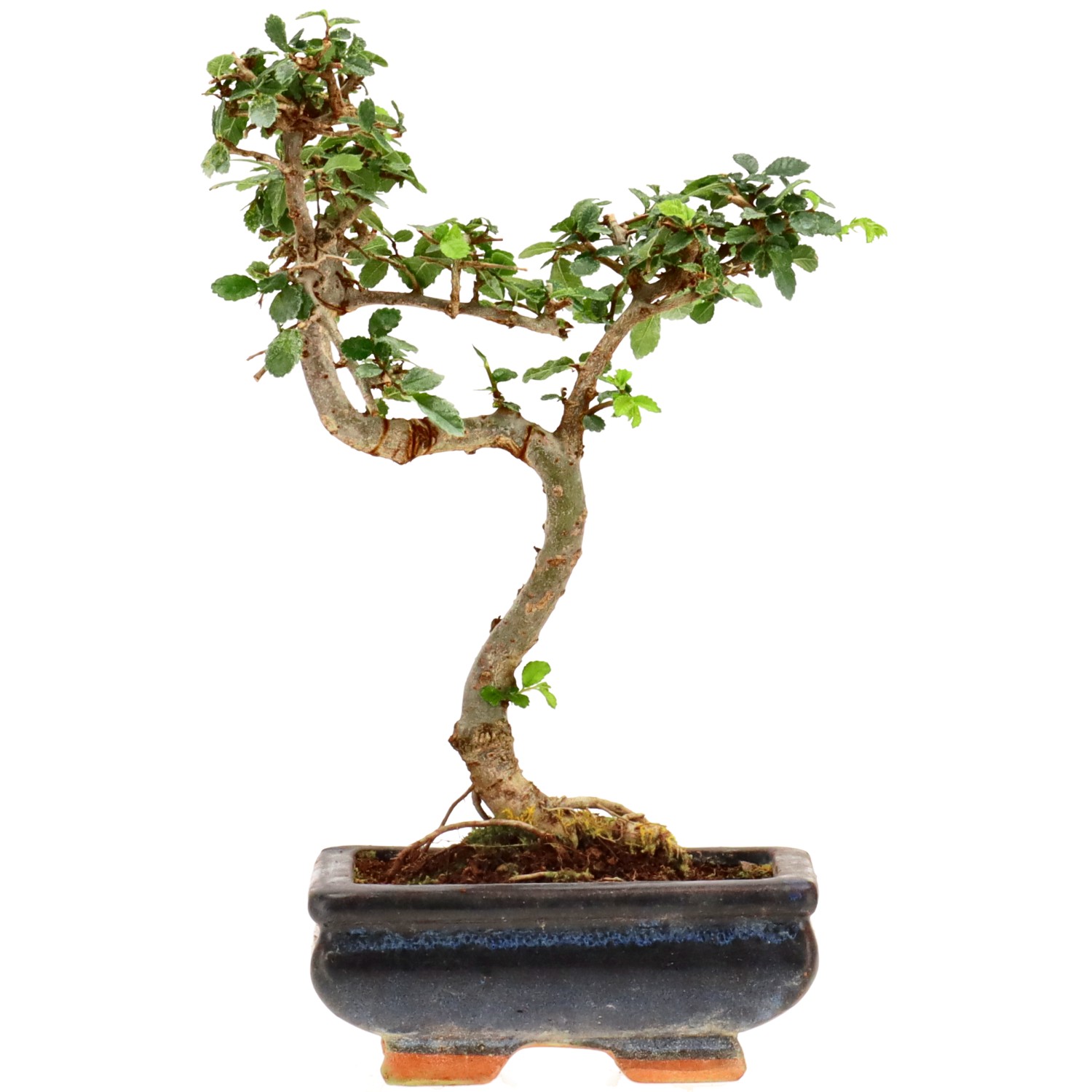 Olmo cinese, ca. 7 anni (24 cm)