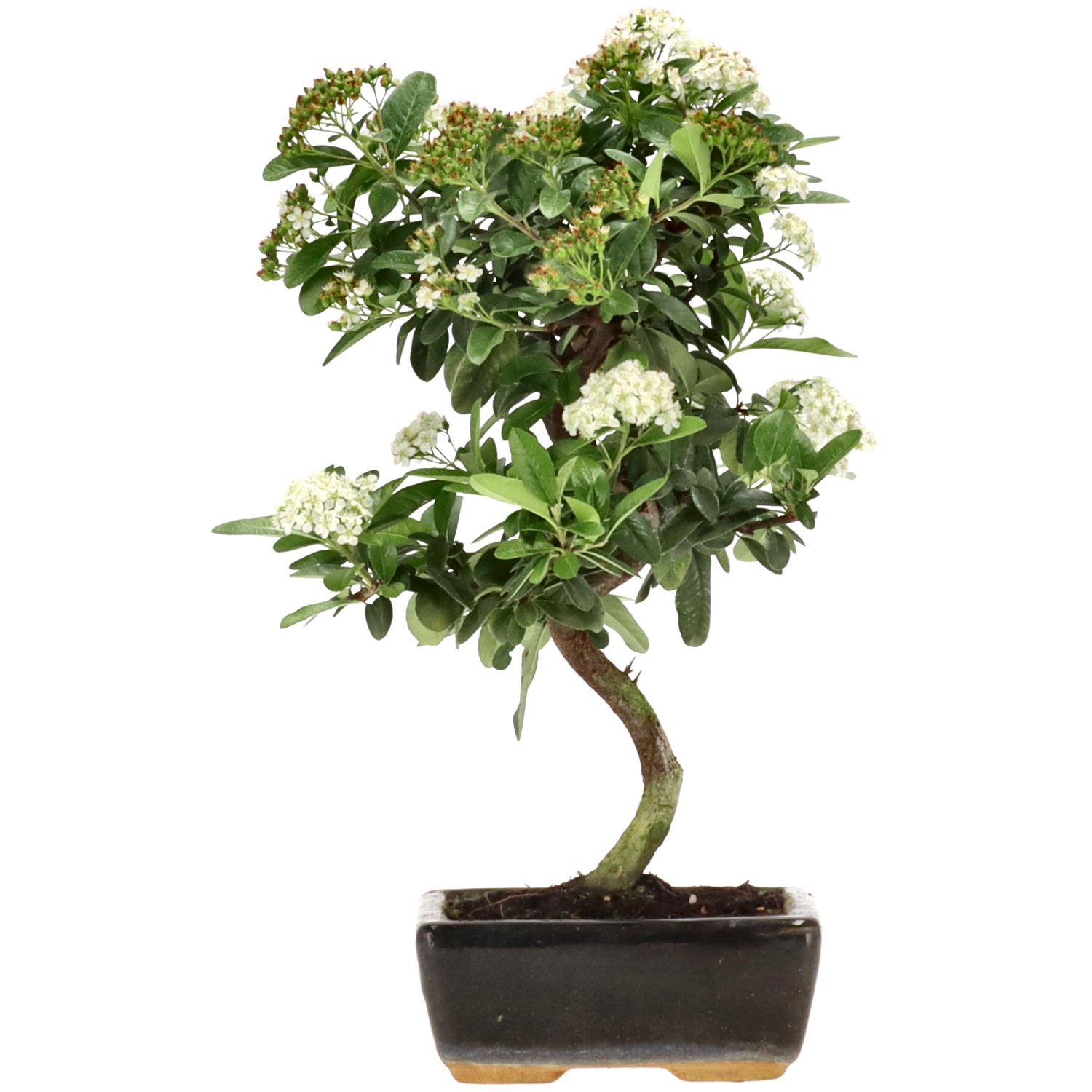 Pyracantha coccinea, env. 7 ans (31 cm)