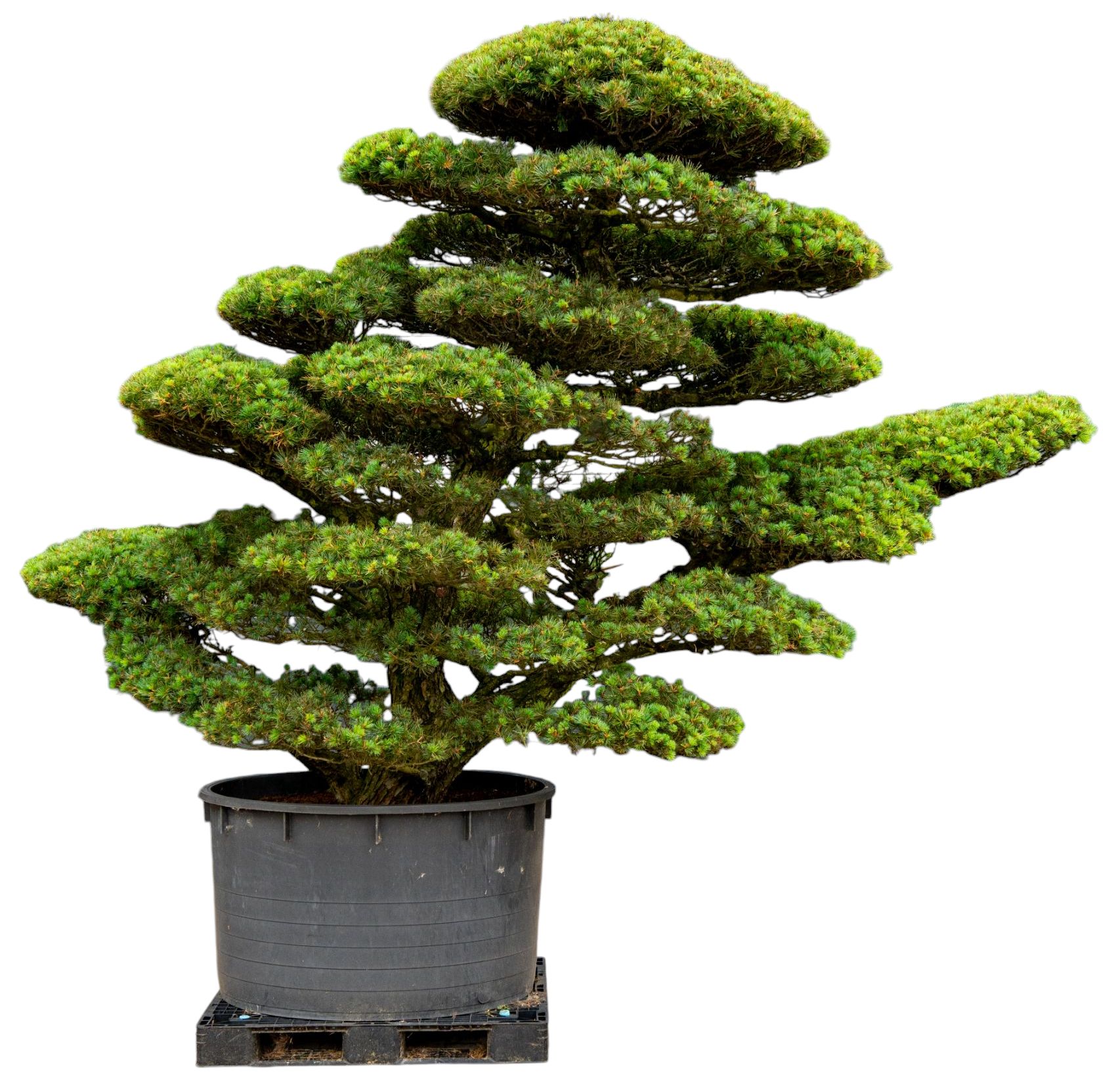 Gardenbonsai - Pine tree, approx. 50 years (245 cm)