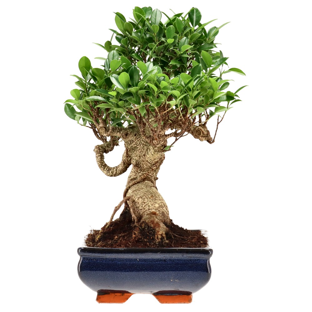Ficus Retusa, aprox. 22 años (37 cm)
