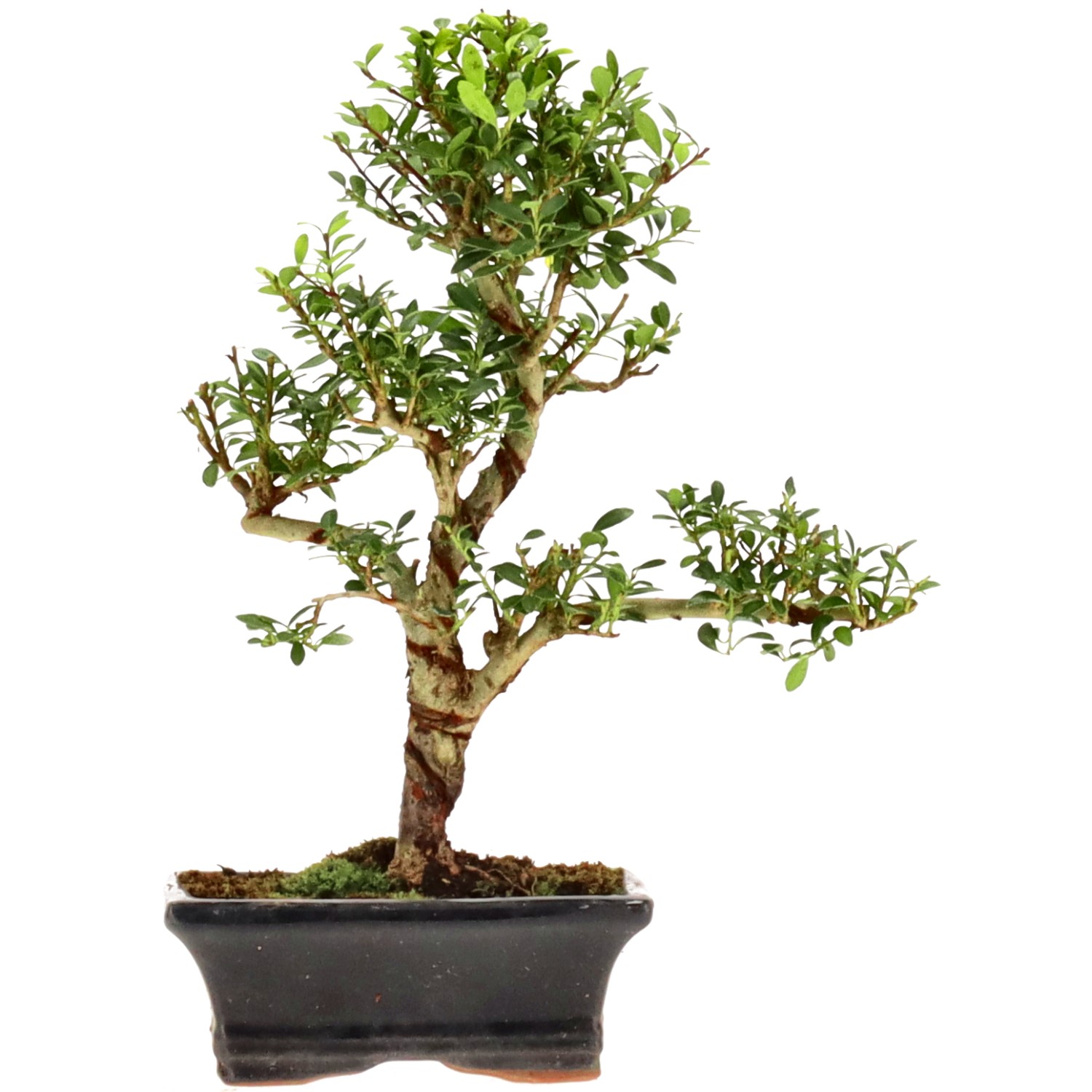 Agrifoglio giapponese, ca. 7 anni (26 cm)
