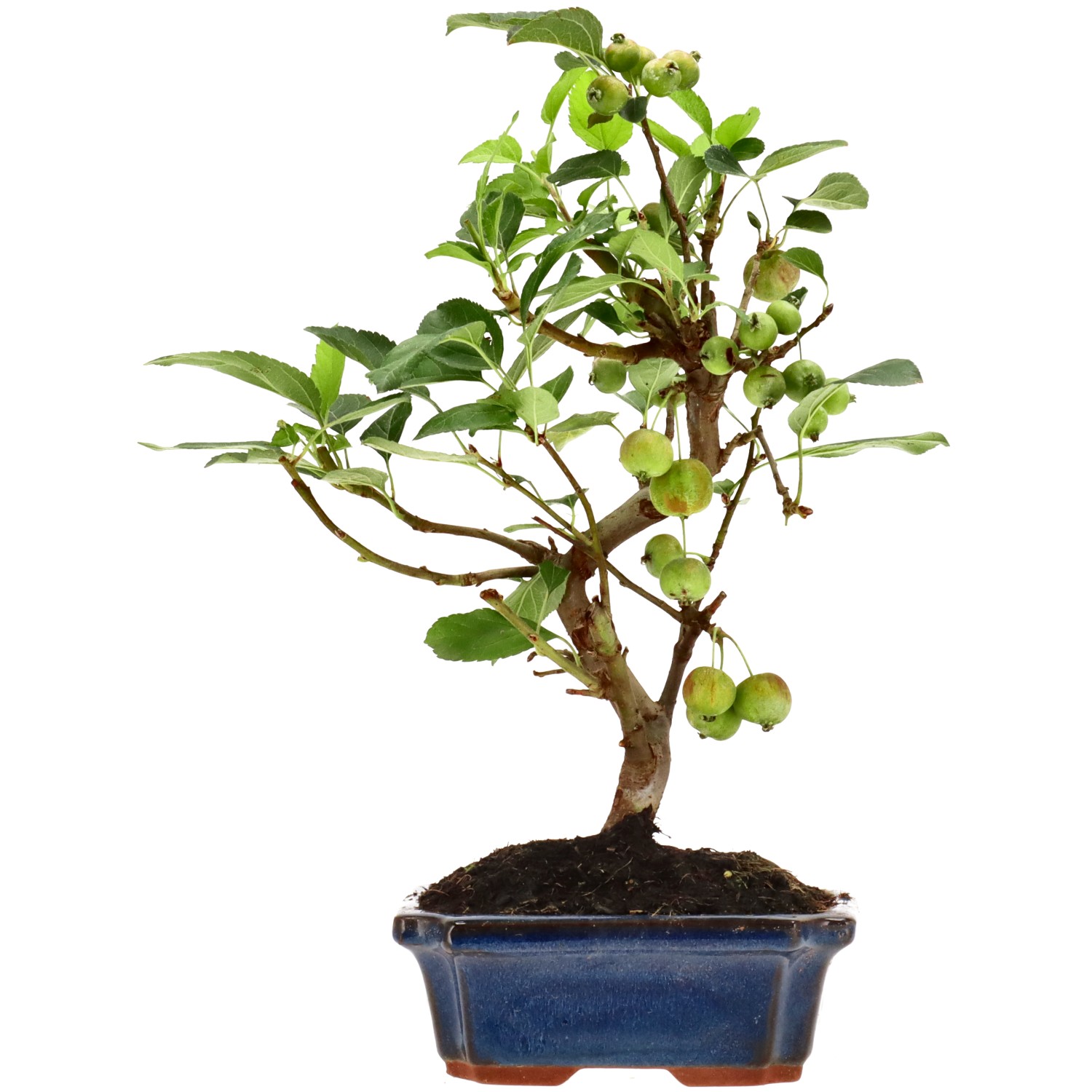 Manzano silvestre, aprox. 10 años (34 cm)