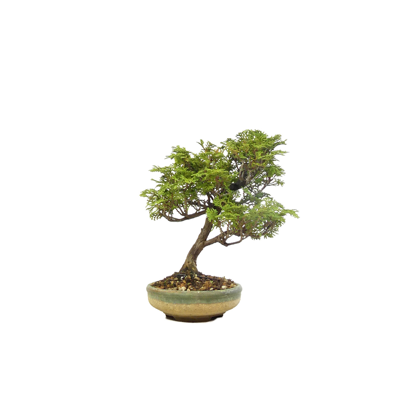 bonsai.fallbackImageTitle bonsai.fallbackImageTitle