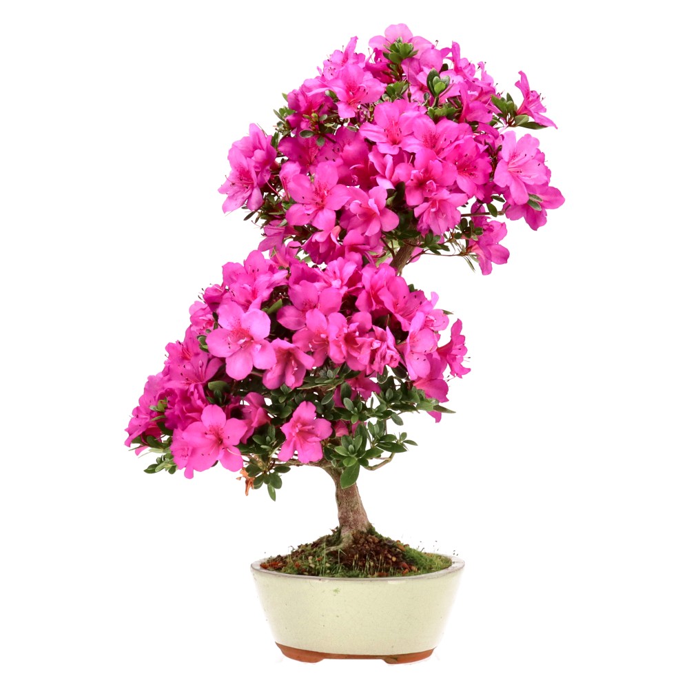 Azalée japonaise, env. 14 ans (47 cm)