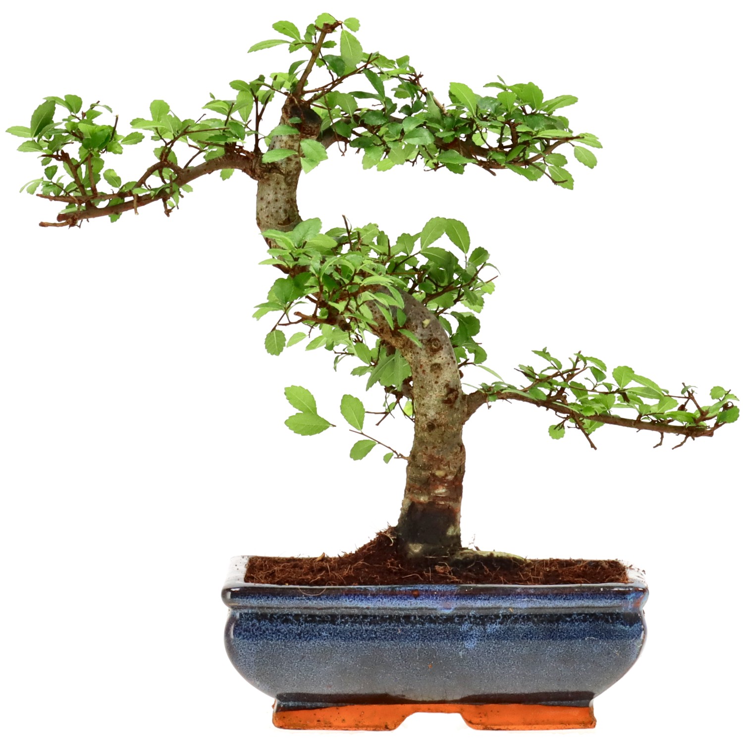 Chin. Ulme, ca. 9 J. (25 cm)