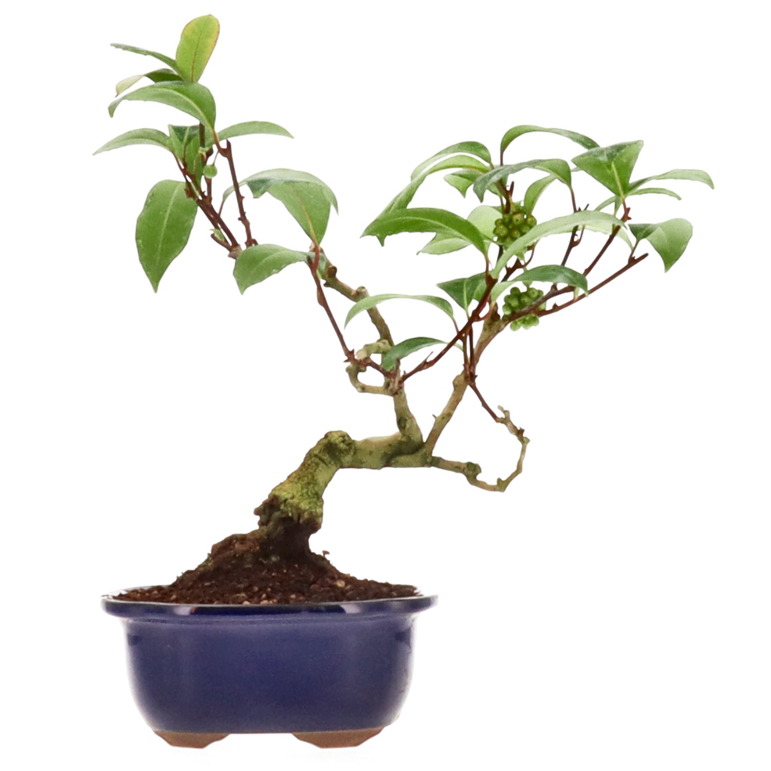 Sanekazura, env. 18 ans (30 cm)