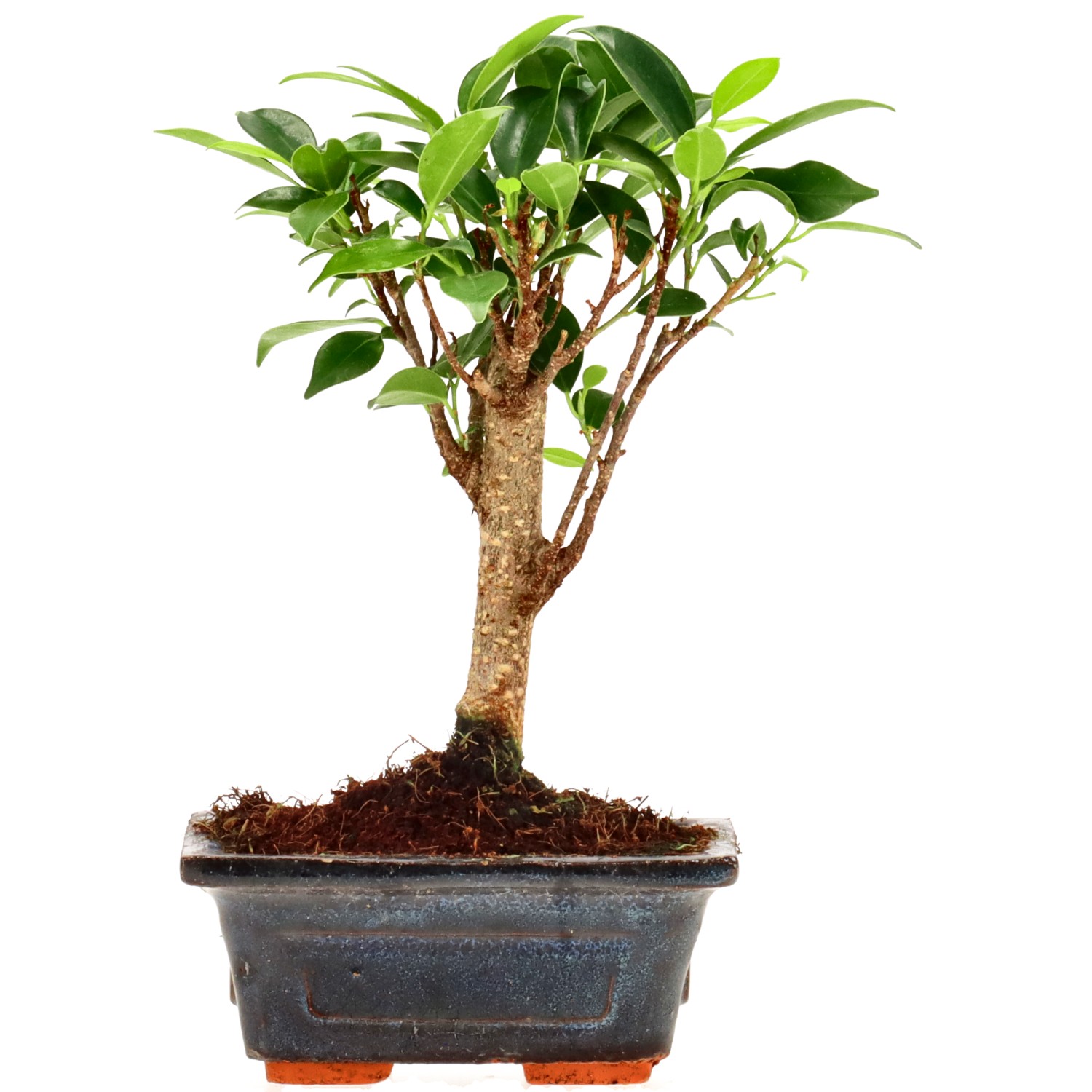 Vijgenboom, ca. 5 j. (17 cm)