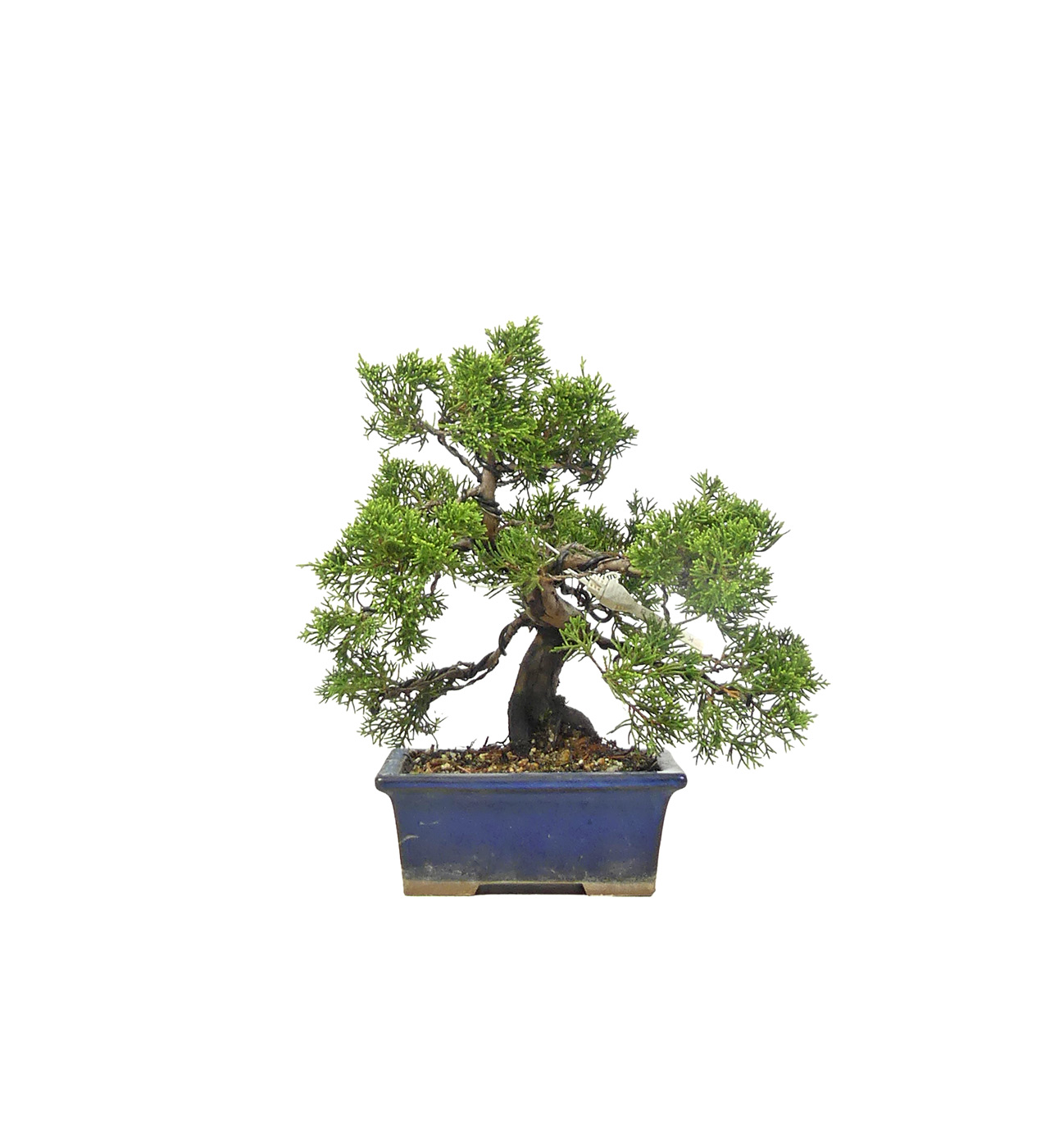 Chin. Wacholder, ca. 14 Jahre (20 cm)