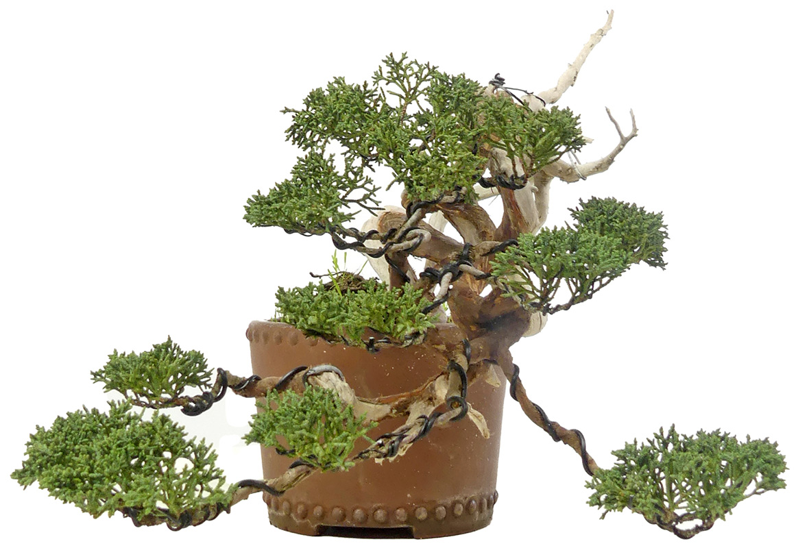 bonsai.fallbackImageTitle bonsai.fallbackImageTitle