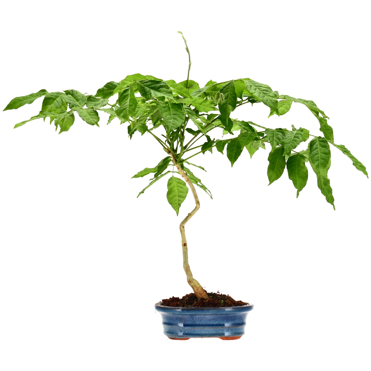 Blauregen, ca. 5 J. (41 cm)