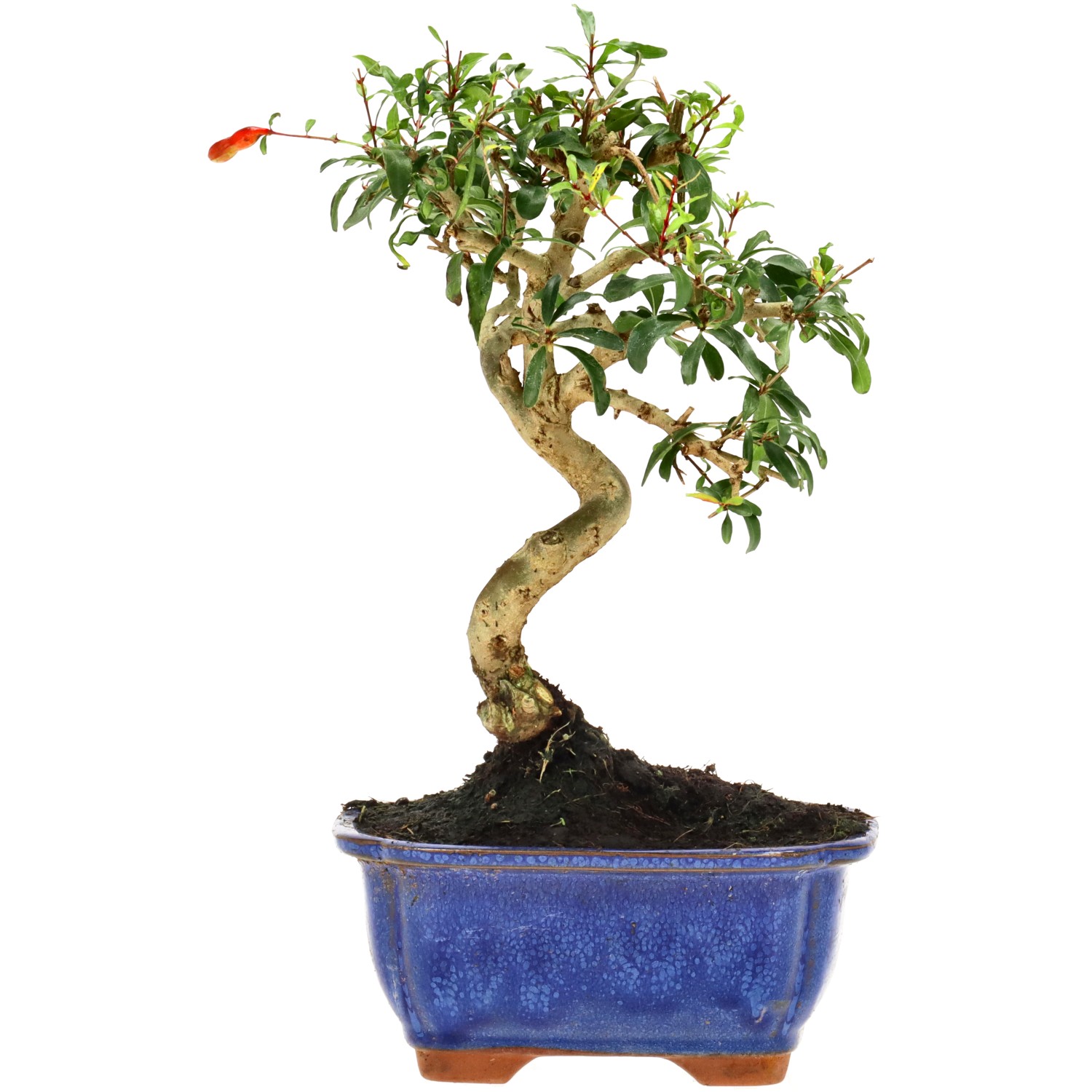 Granatapfel, ca. 9 J. (23 cm)