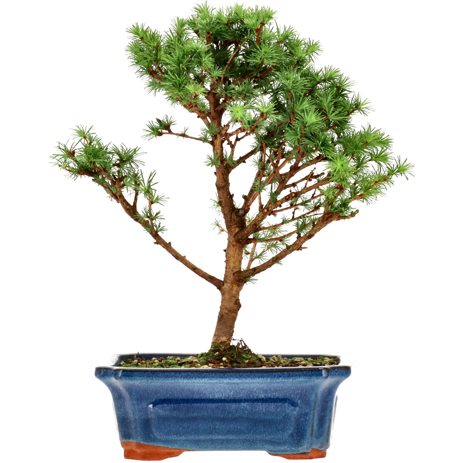 Larice del Giappone, ca. 10 anni (28 cm)