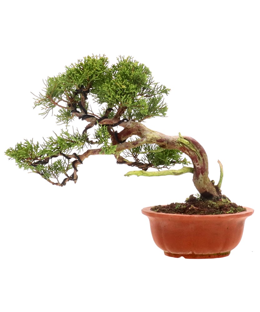bonsai.fallbackImageTitle bonsai.fallbackImageTitle
