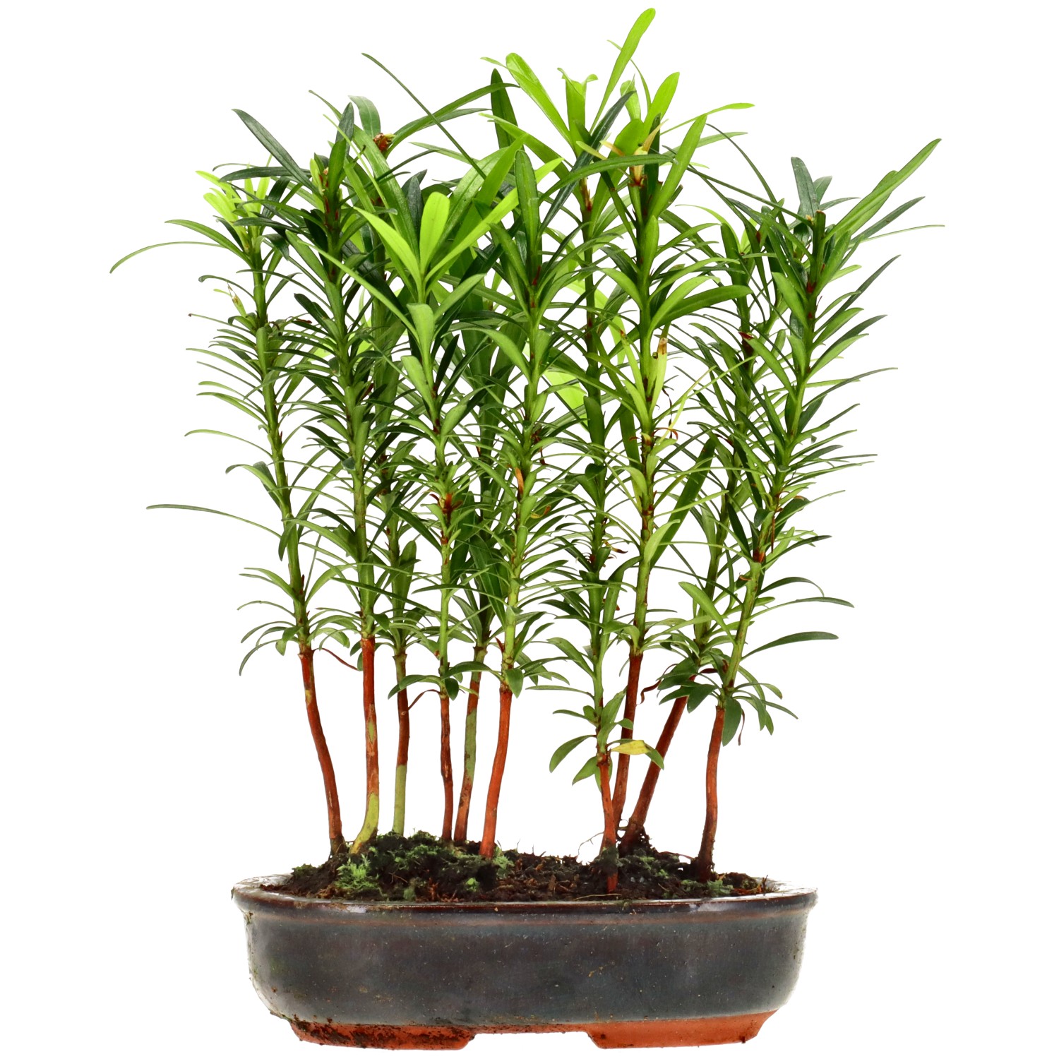 Buddhist pine, approx. 2 y. (20 cm)