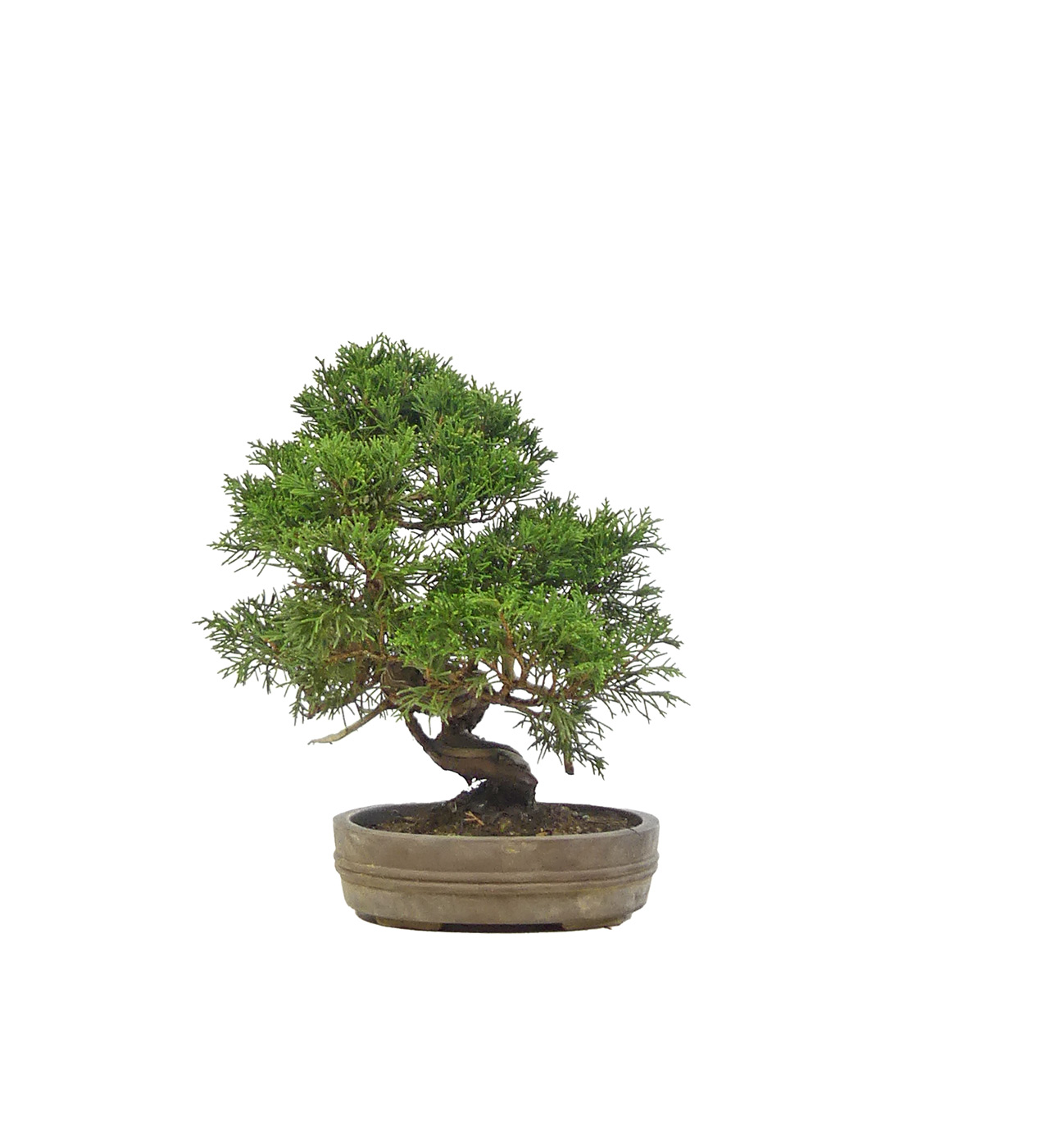 bonsai.fallbackImageTitle bonsai.fallbackImageTitle