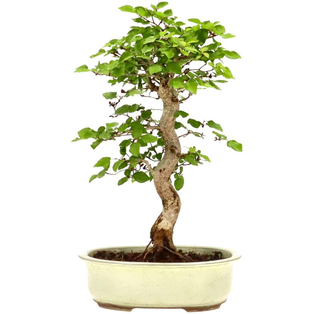 Korean Hornbeam, approx. 16 y. (40 cm)