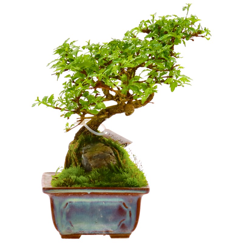 bonsai.fallbackImageTitle bonsai.fallbackImageTitle
