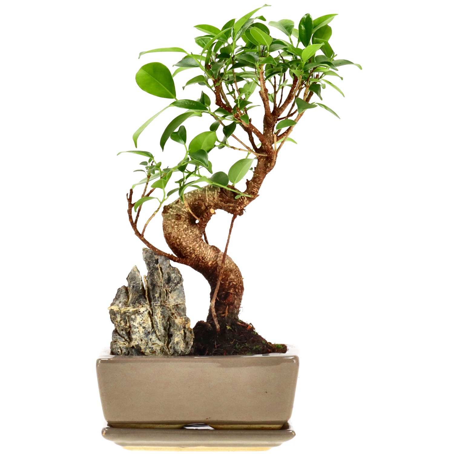 Chin. Feigenbaum (Retusa), mU., ca. 7 J. (25 cm)