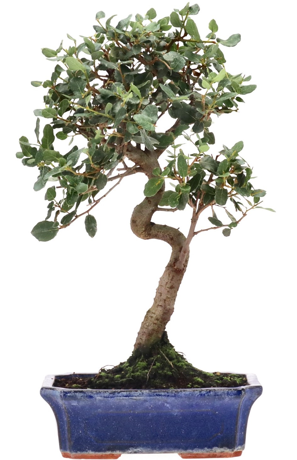 [K001] Cork oak, approx. 7 years