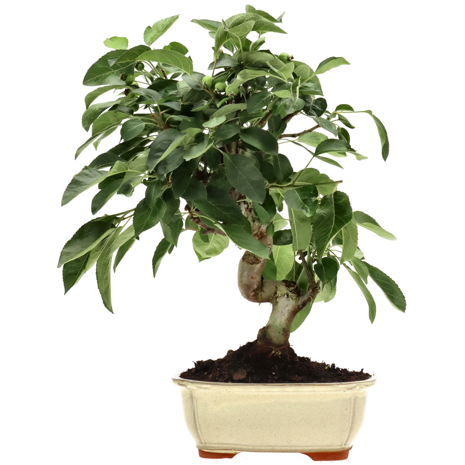 Zierapfel, ca. 13 J. (35 cm)