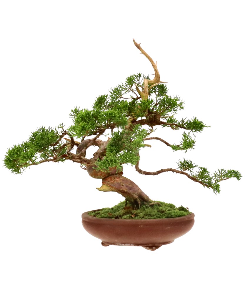 bonsai.fallbackImageTitle bonsai.fallbackImageTitle
