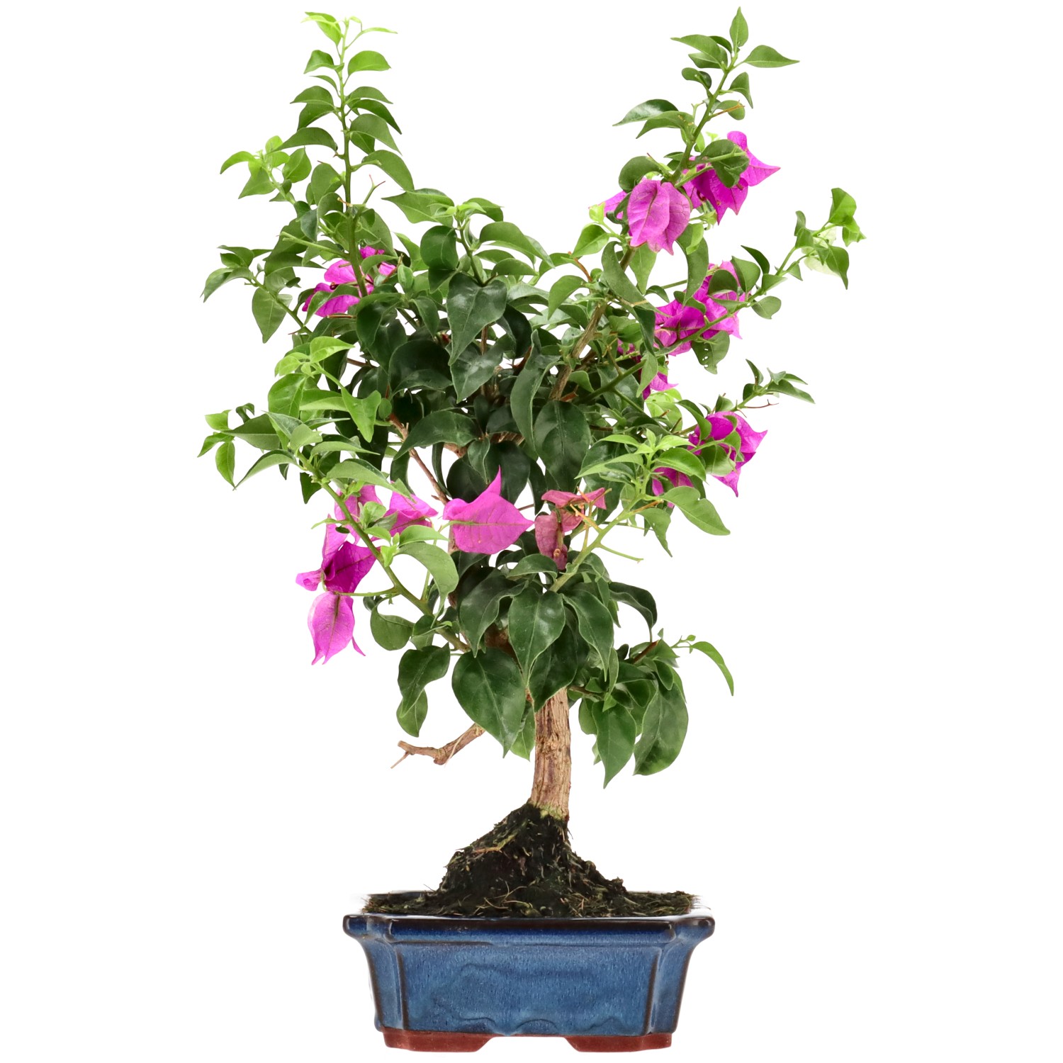Bougainvillea (Drillingsblume), ca. 10 J. (43 cm)