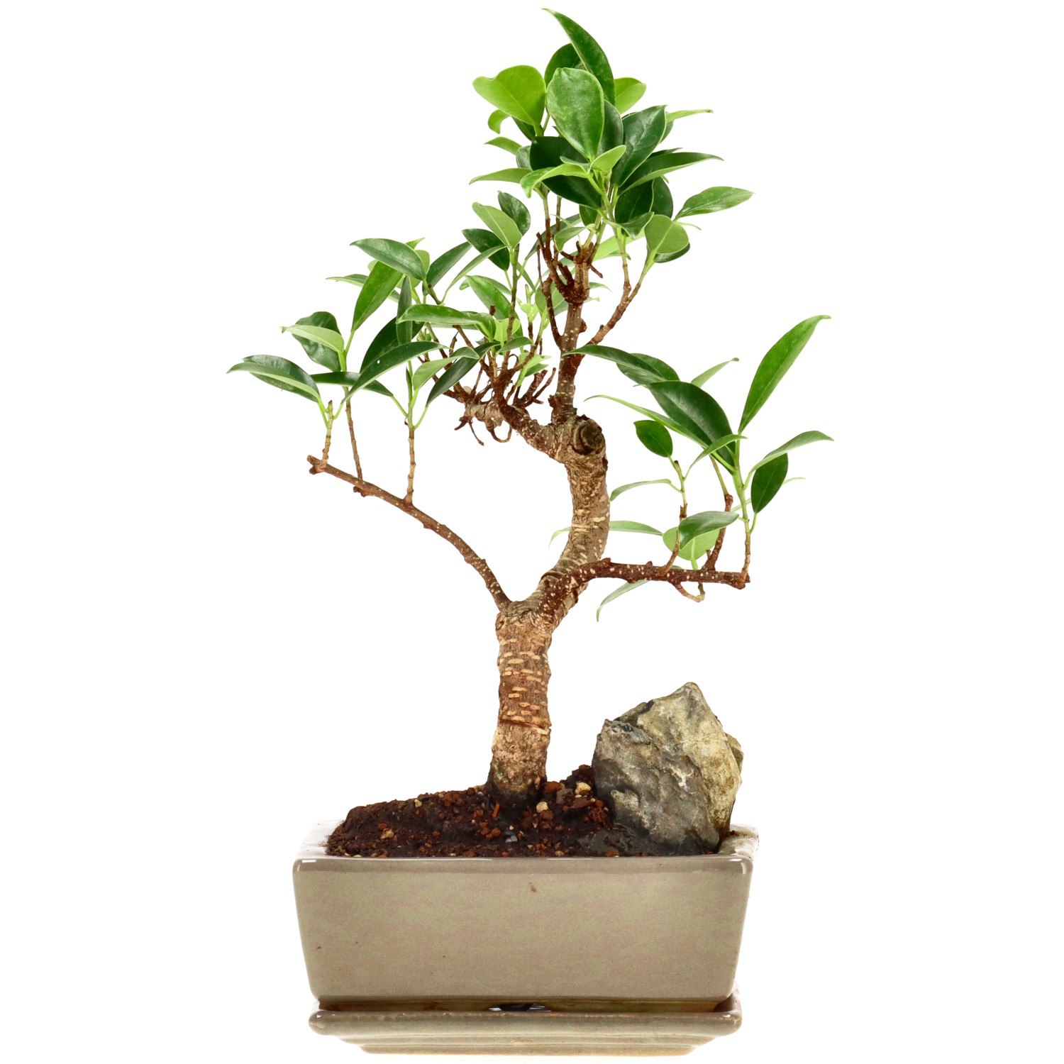 Chin. Feigenbaum (Retusa), mU., ca. 7 J. (25 cm)