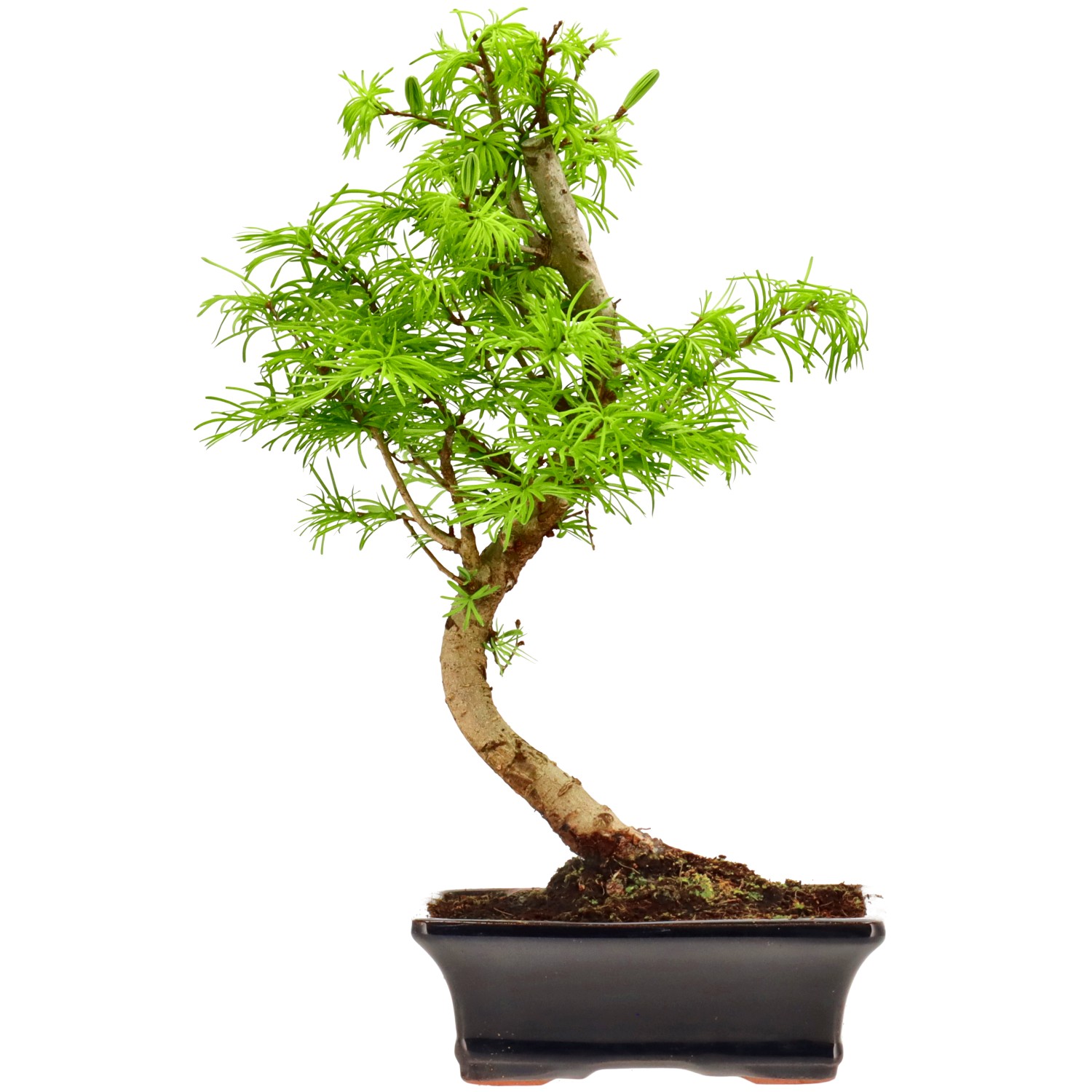 Falso alerce dorado, aprox. 10 años (35 cm)